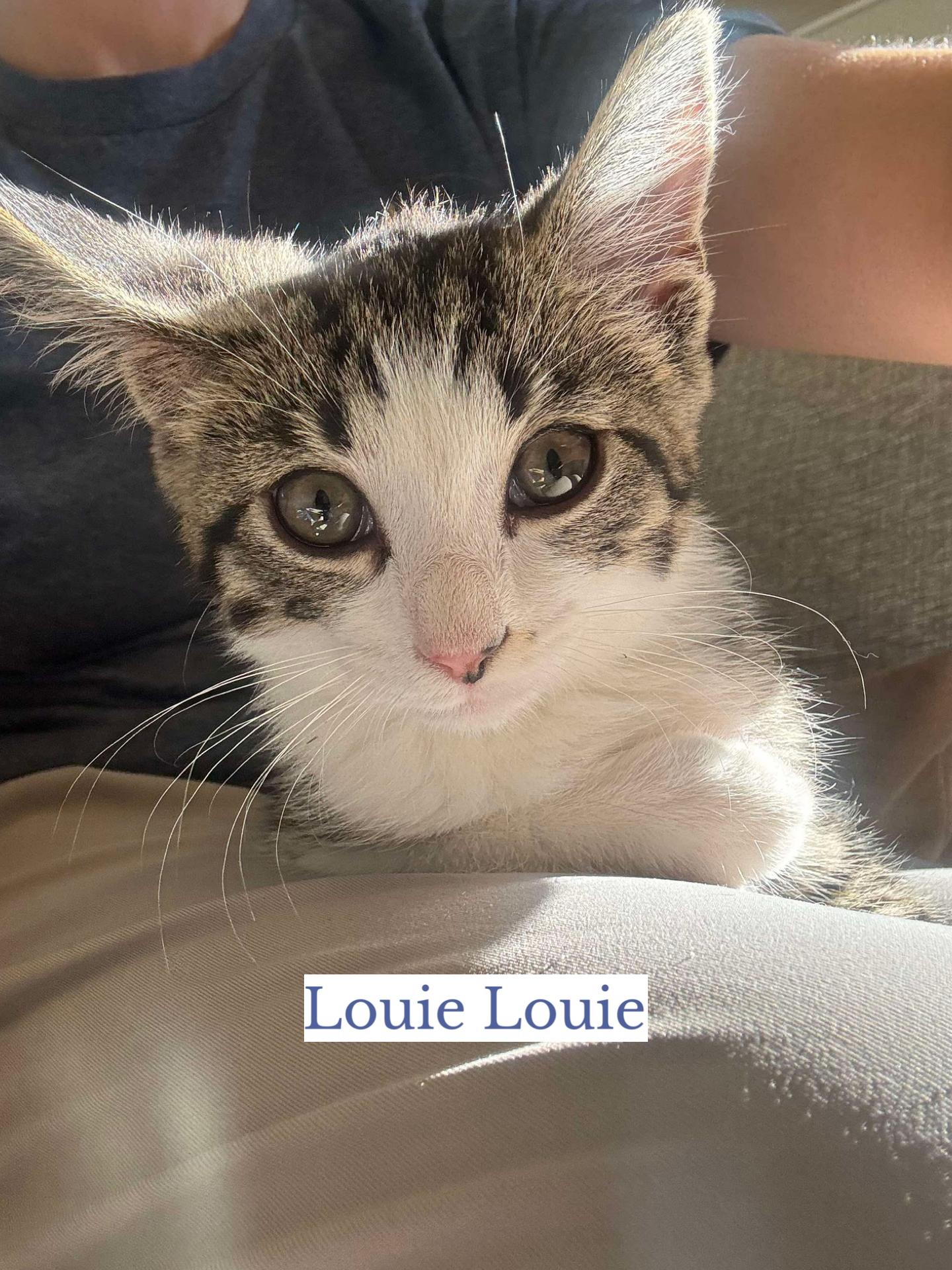 Louie Louie