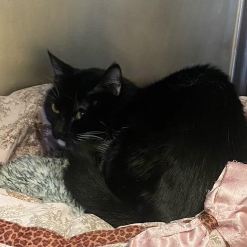 Frodo, Adoptable, Adult Male Domestic Short Hair.