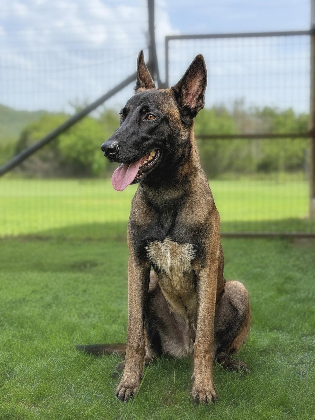 Blue, Adoptable, Young Male Belgian Shepherd / Malinois.