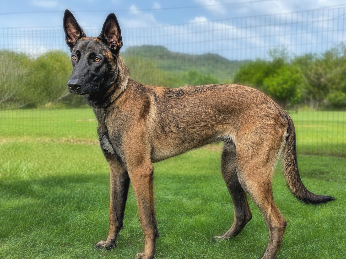 Blue, a Adoptable Belgian Shepherd / Malinois in Helotes, TX image 2/3