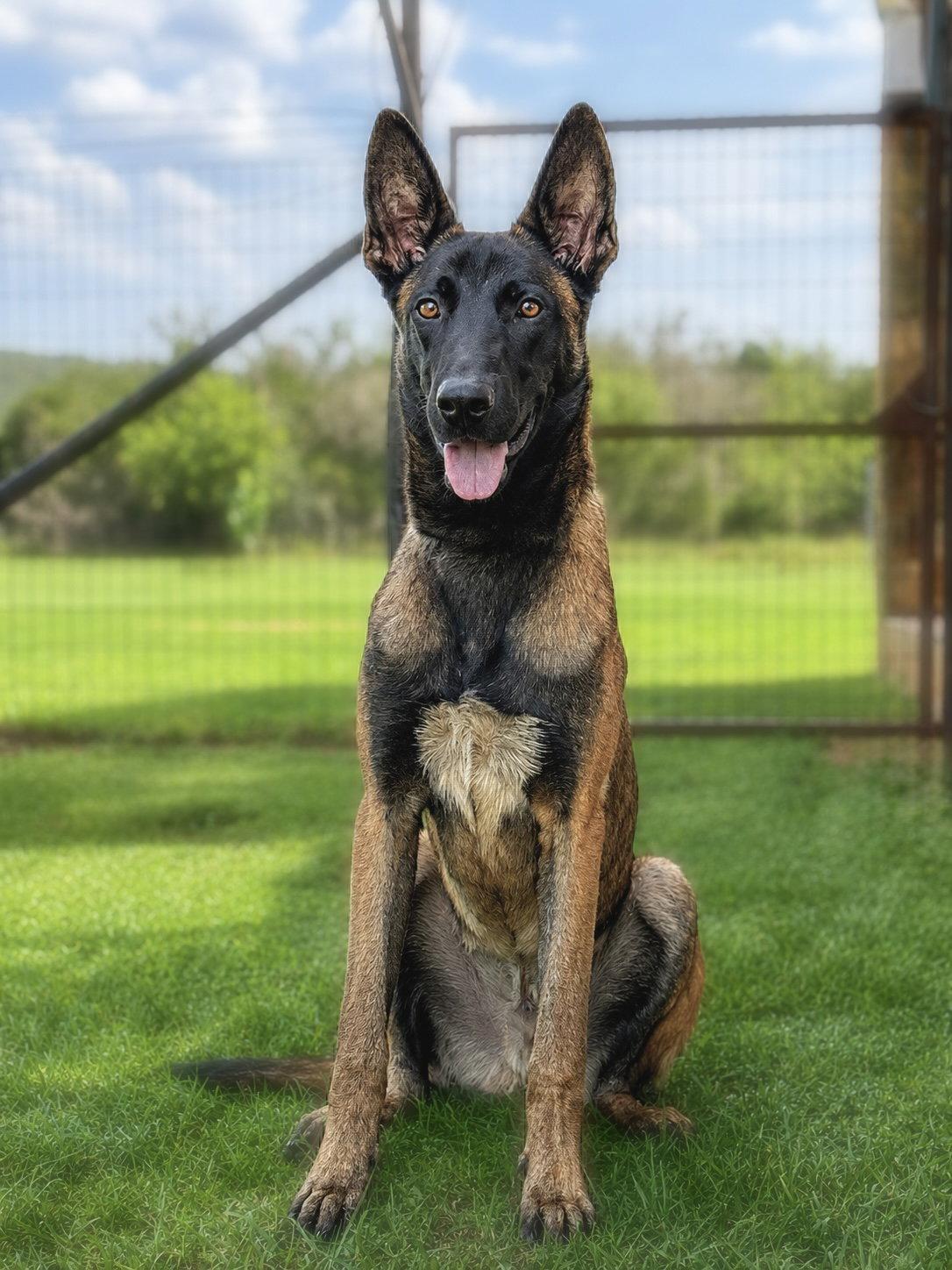 Blue, a Adoptable Belgian Shepherd / Malinois in Helotes, TX image 3/3