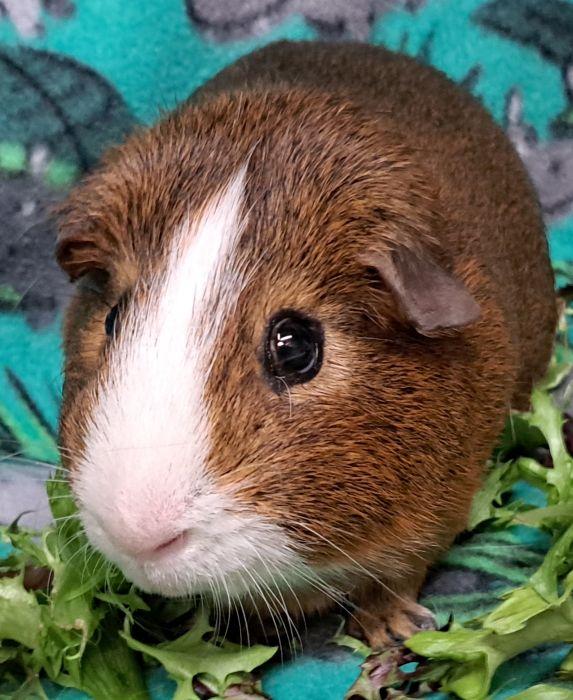 Enlarge Chubbs, an adopted Short-Haired in Gary, IN image 1/4