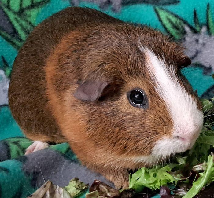 Enlarge Chubbs, an adopted Short-Haired in Gary, IN image 4/4