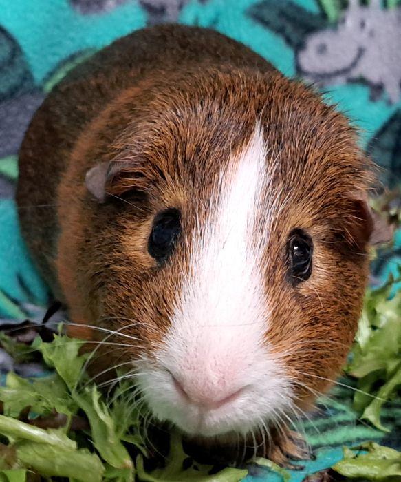 Enlarge Chubbs, an adopted Short-Haired in Gary, IN image 3/4