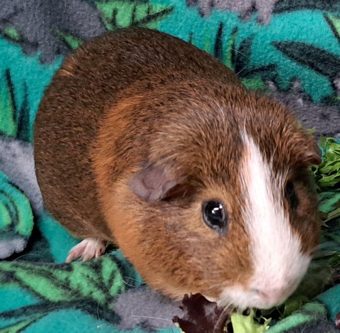 Enlarge Chubbs, an adopted Short-Haired in Gary, IN image 2/4