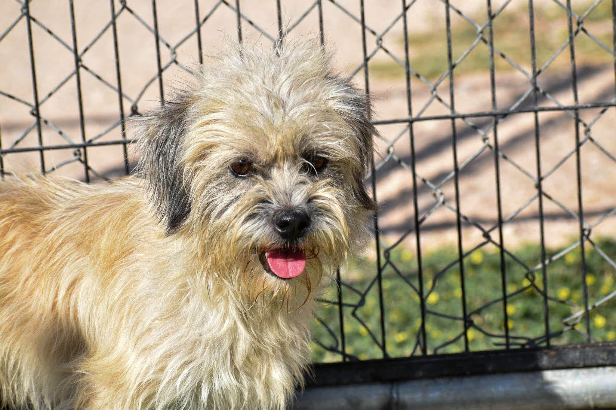 Enlarge Boomer, a Adoptable mixed breed in Joliet, IL image 1/2