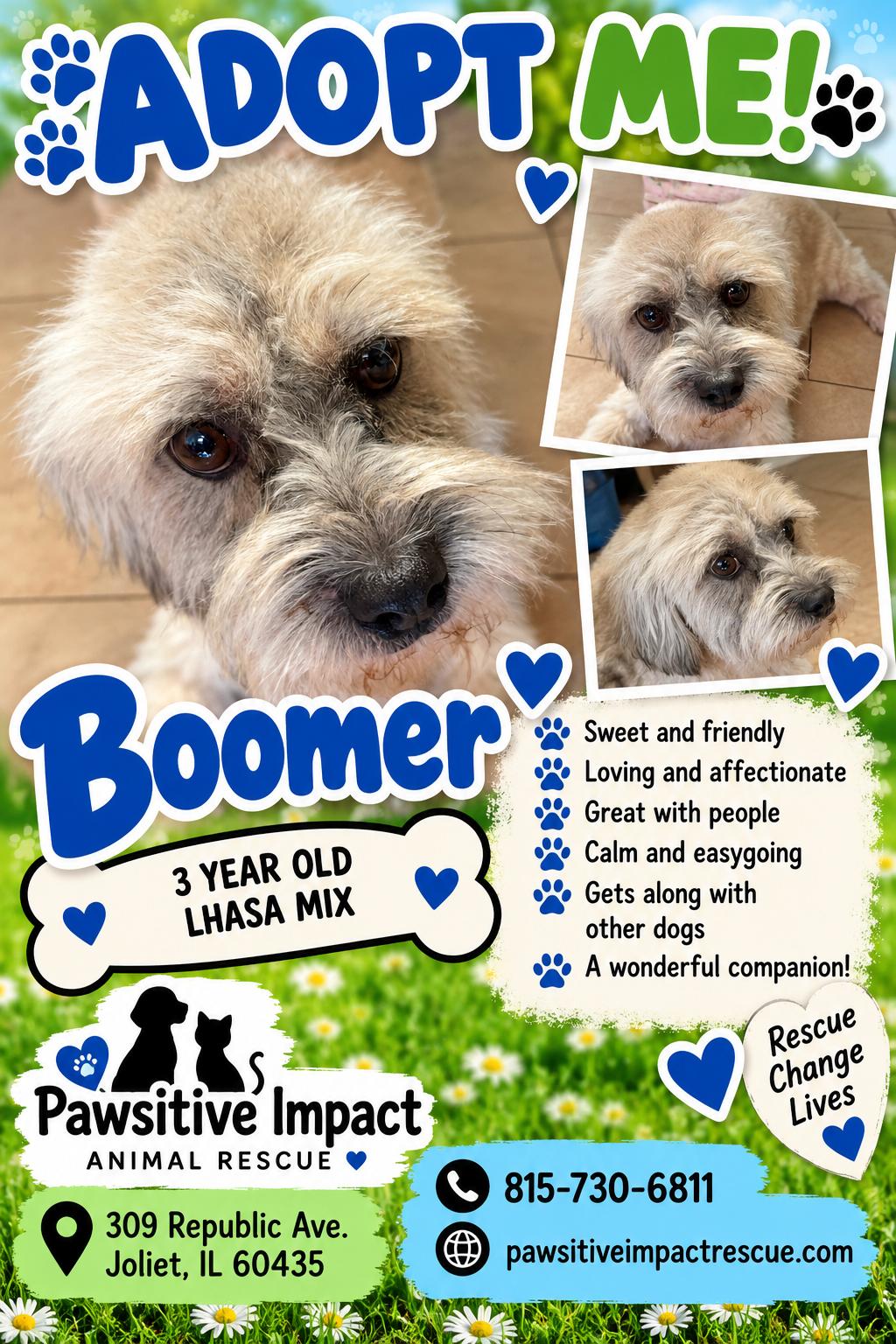 Enlarge Boomer, a Adoptable mixed breed in Joliet, IL image 2/2