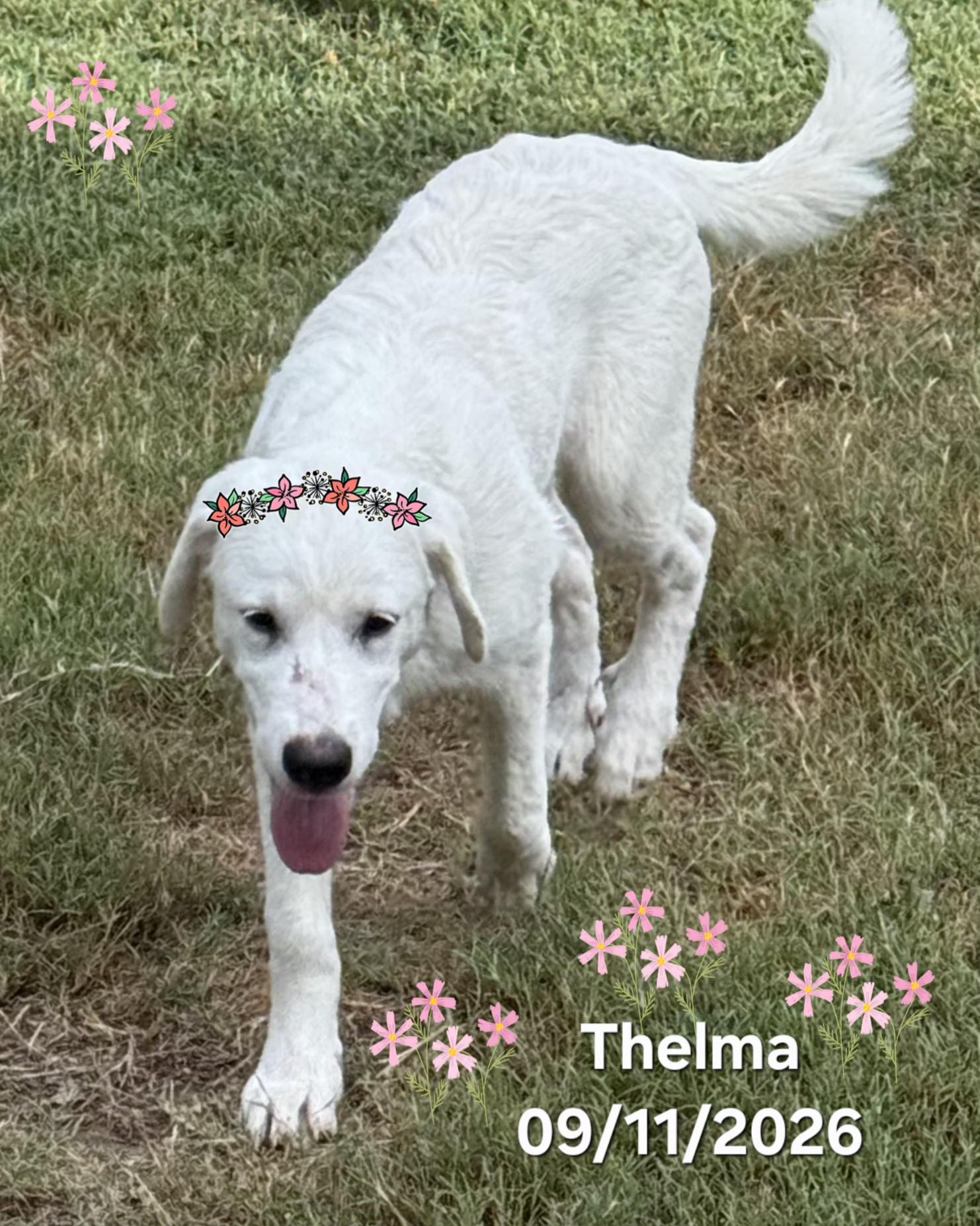 Thelma, Adoptable, Puppy Female Great Pyrenees.