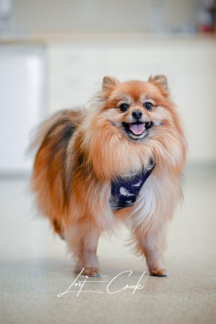 Gimli, Adoptable, Adult Male Pomeranian & Mixed Breed.