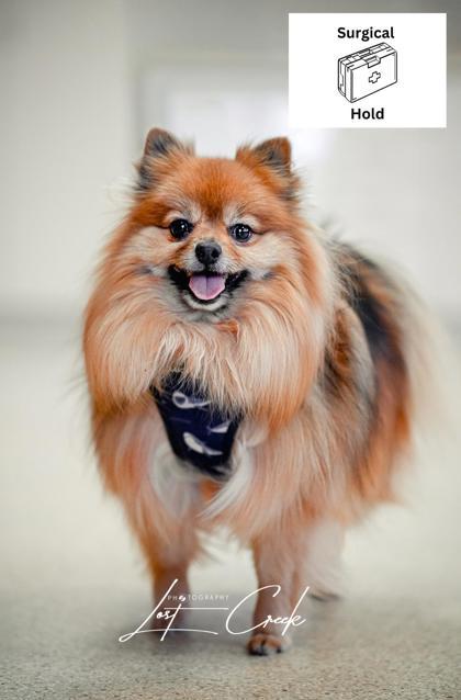 Enlarge Gimli, a Adoptable mixed breed in Kalispell, MT image 2/3