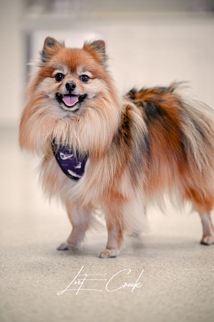 Enlarge Gimli, a Adoptable mixed breed in Kalispell, MT image 3/3