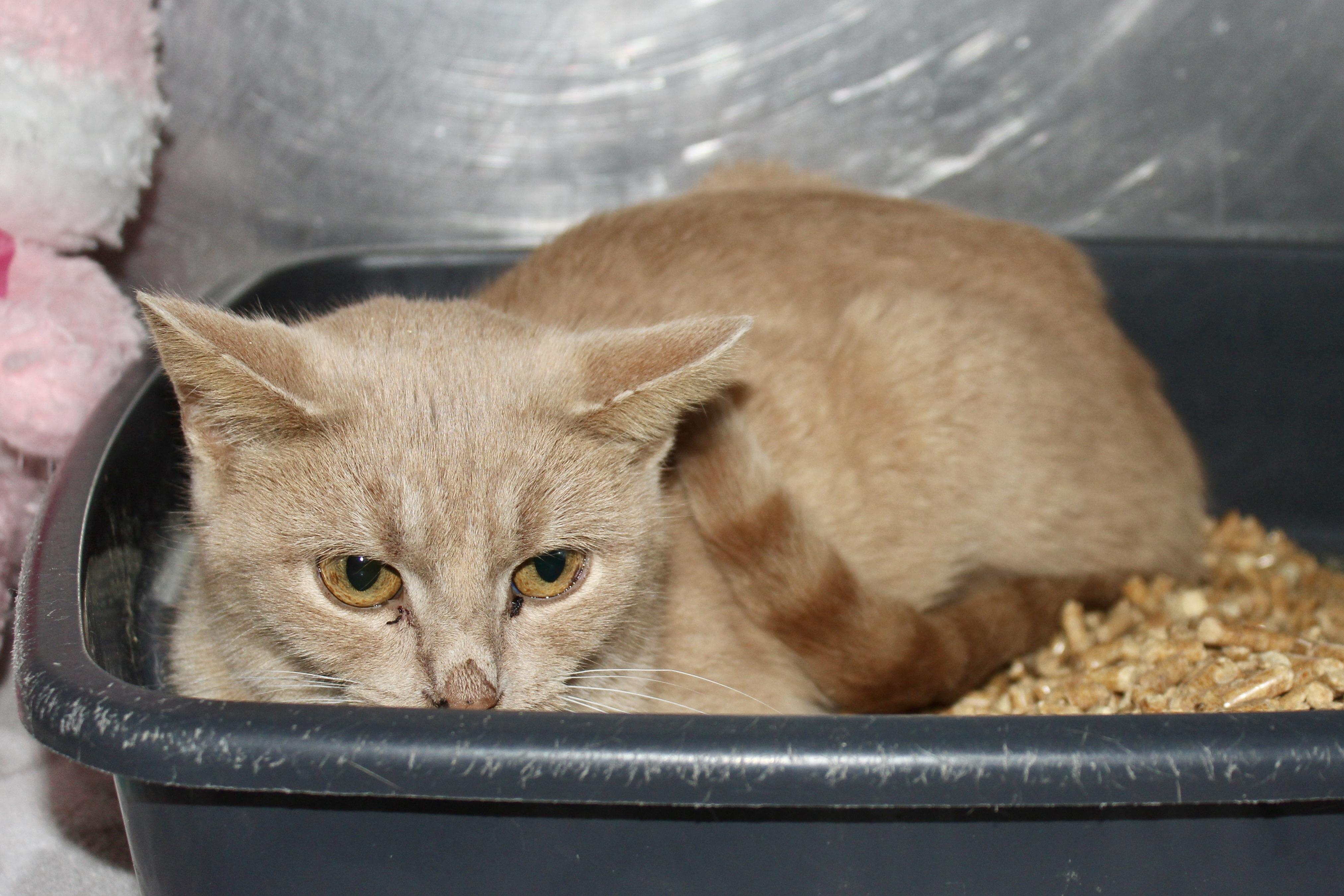 Enlarge APHRODITE, an adopted mixed breed in Brazil, IN image 1/1