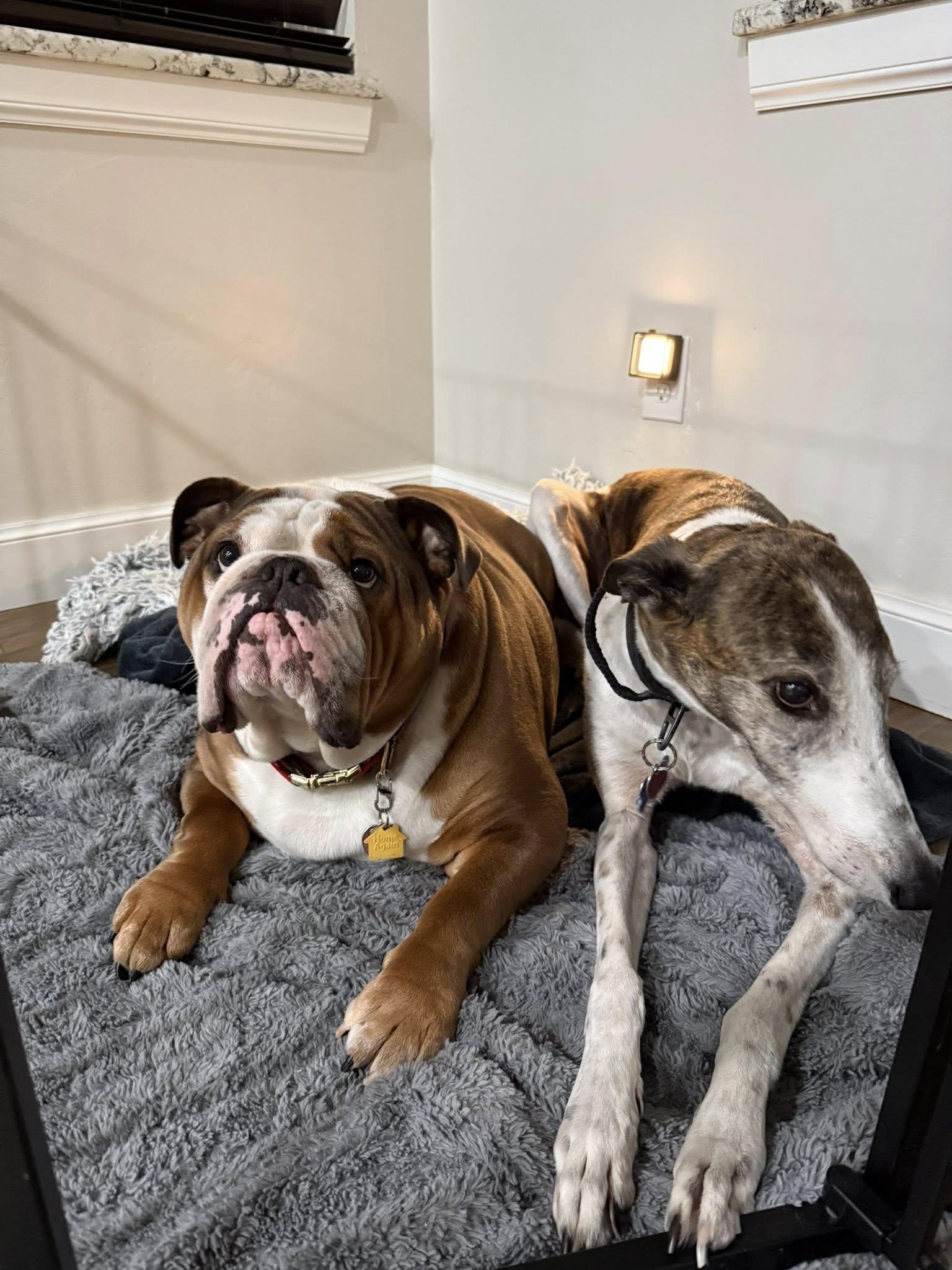 Enlarge Maverick, a ADOPTABLE Greyhound in Independence, MO image 1/1