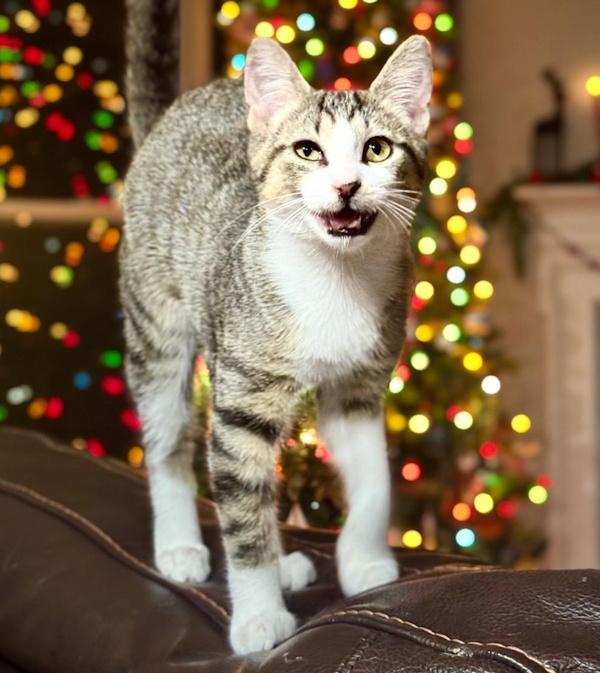 Enlarge HENRY, a Adoptable Domestic Short Hair in Dane, WI image 1/4