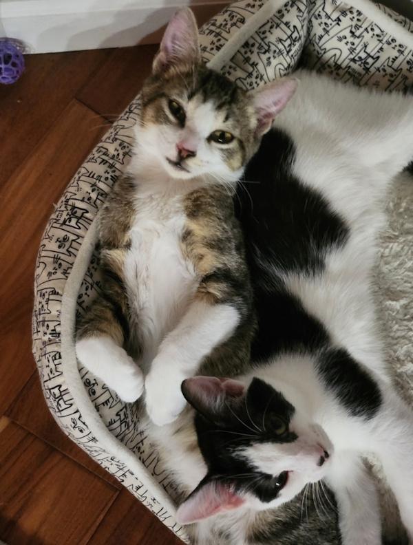 Enlarge HENRY, a Adoptable Domestic Short Hair in Dane, WI image 4/4