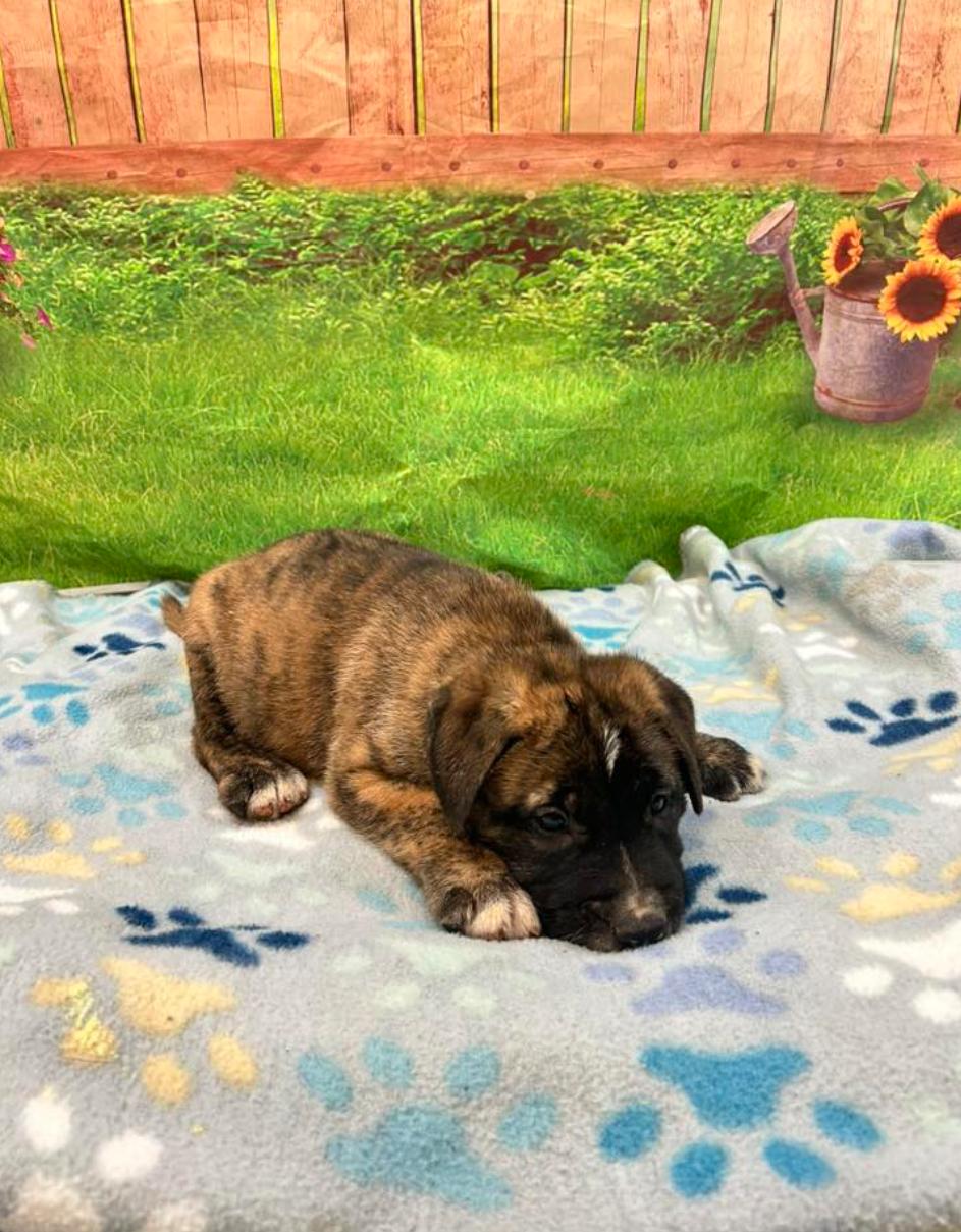 Come adopt me today I am located at Rockdale County Animal Services come visit me from 1pm-430pm