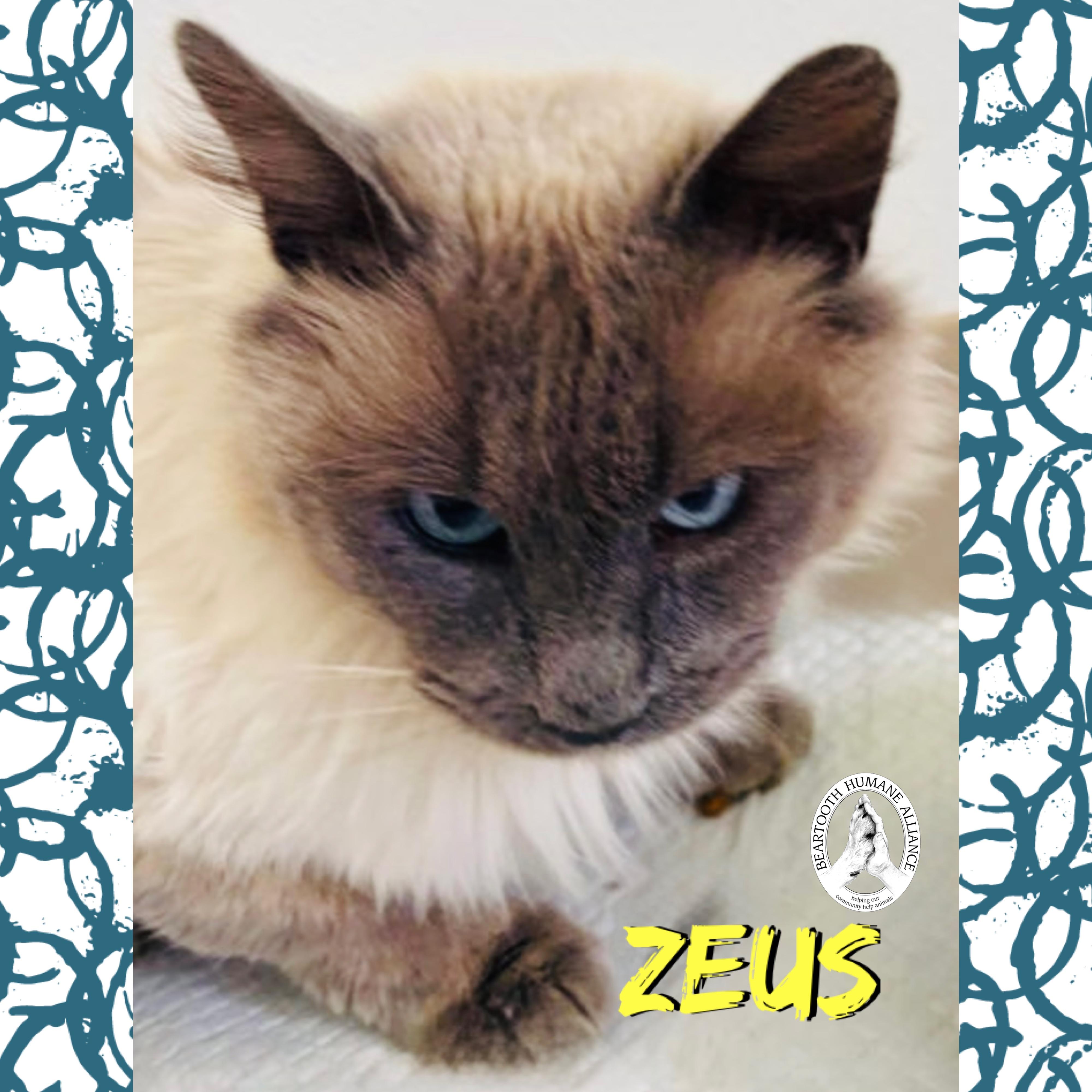 Zeus, an adopted mixed breed in Red Lodge, MT image 1/2