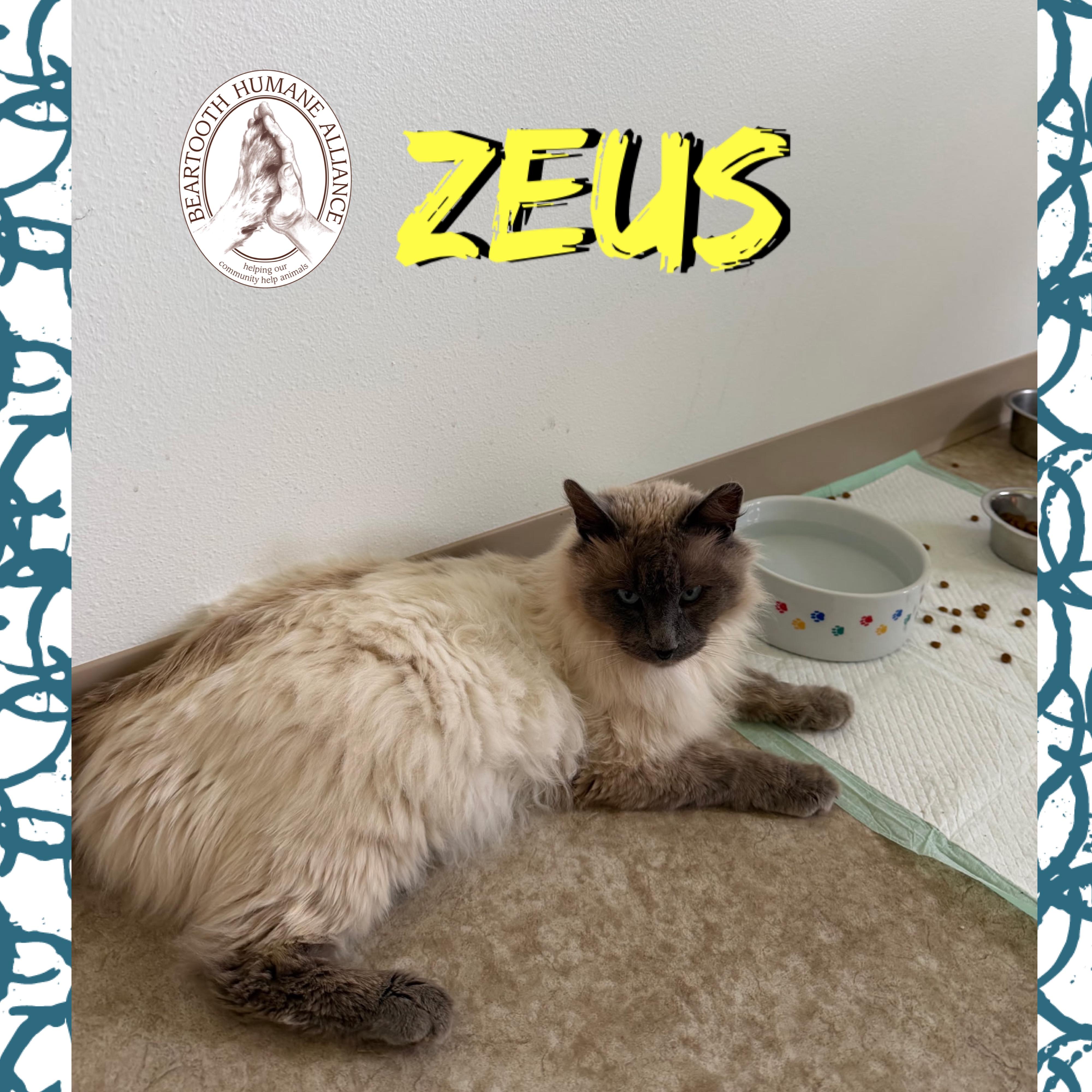 Zeus, an adopted mixed breed in Red Lodge, MT image 2/2