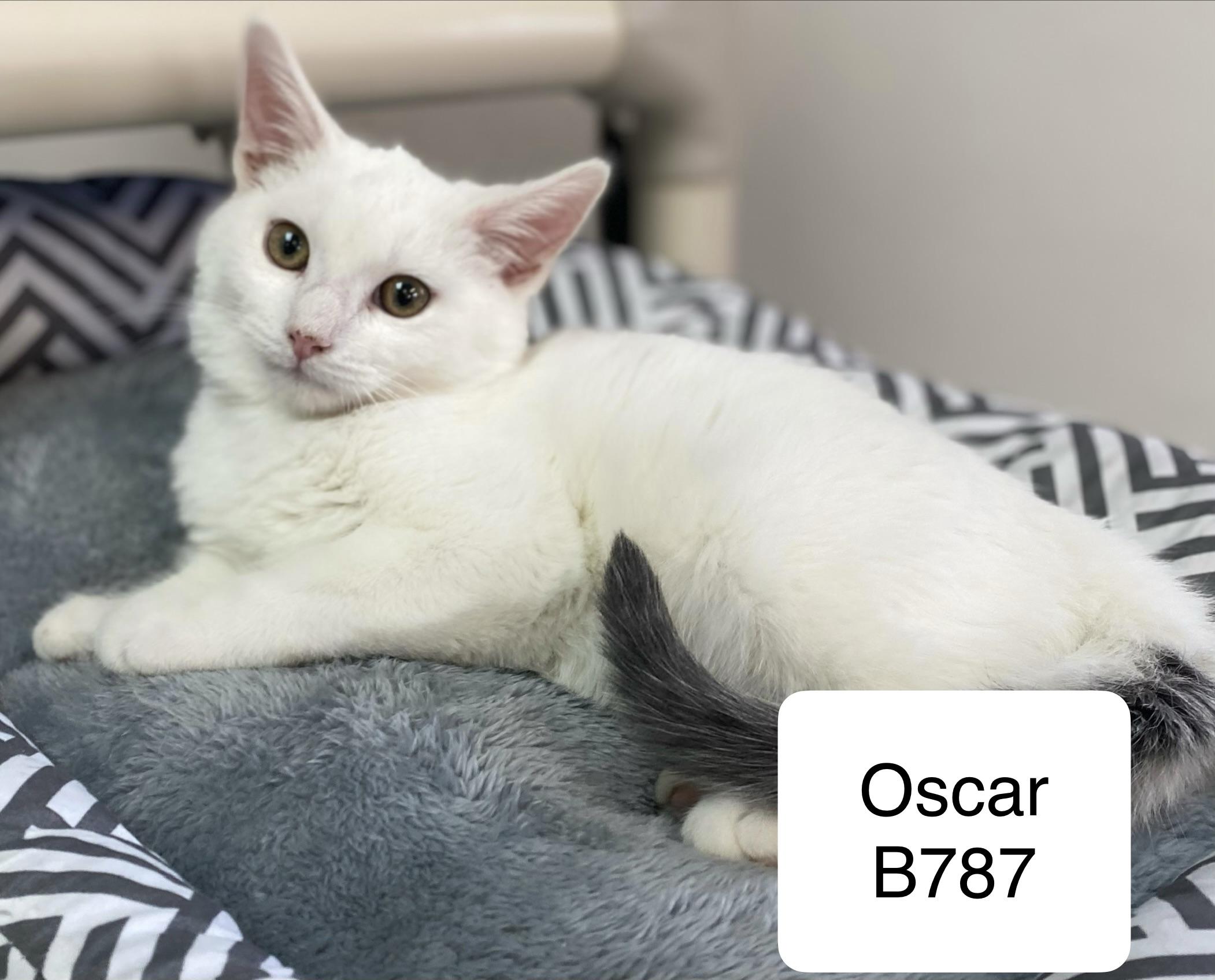 Oscar, ADOPTABLE, Kitten Male Domestic Short Hair.