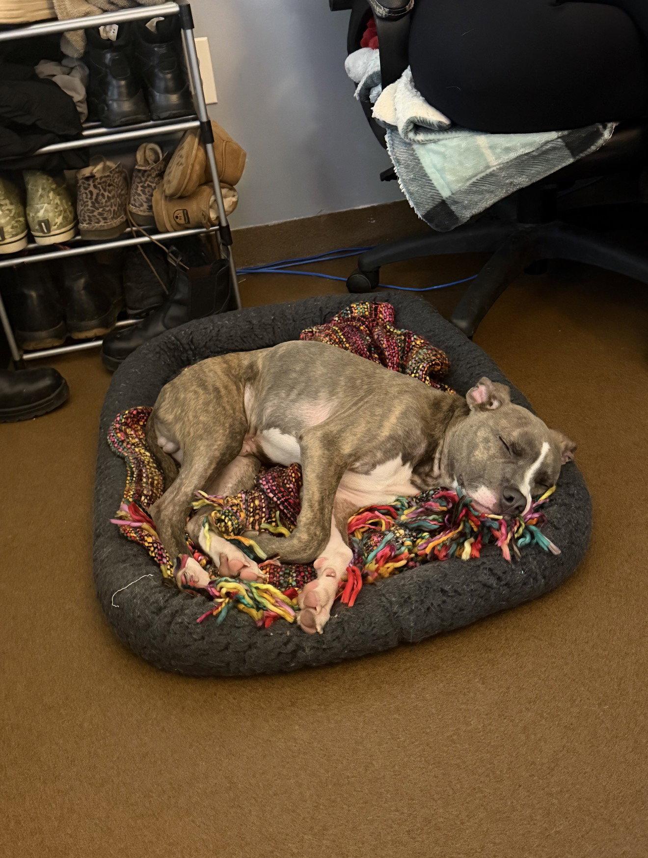 Enlarge Boone, a Adoptable Pit Bull Terrier in Ball Ground, GA image 1/2