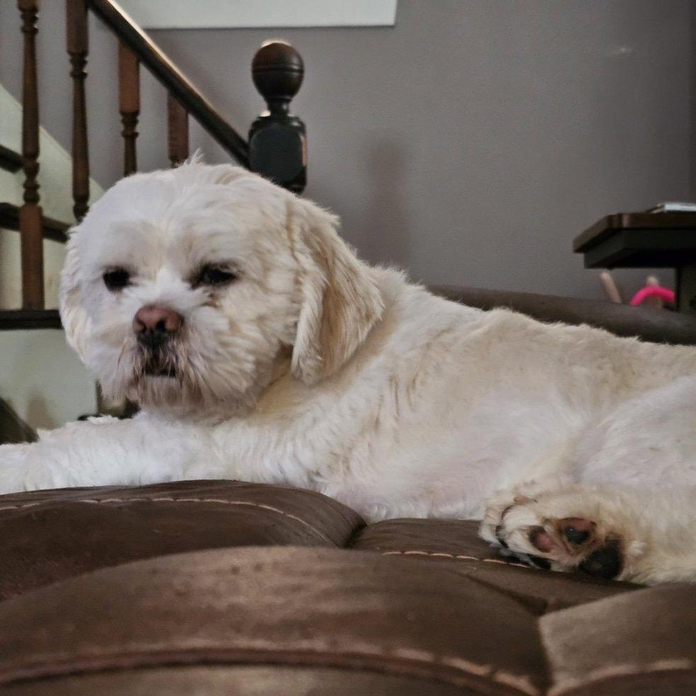 Enlarge Muzan, a Adoptable Mixed Breed in Oxford, ME image 5/6