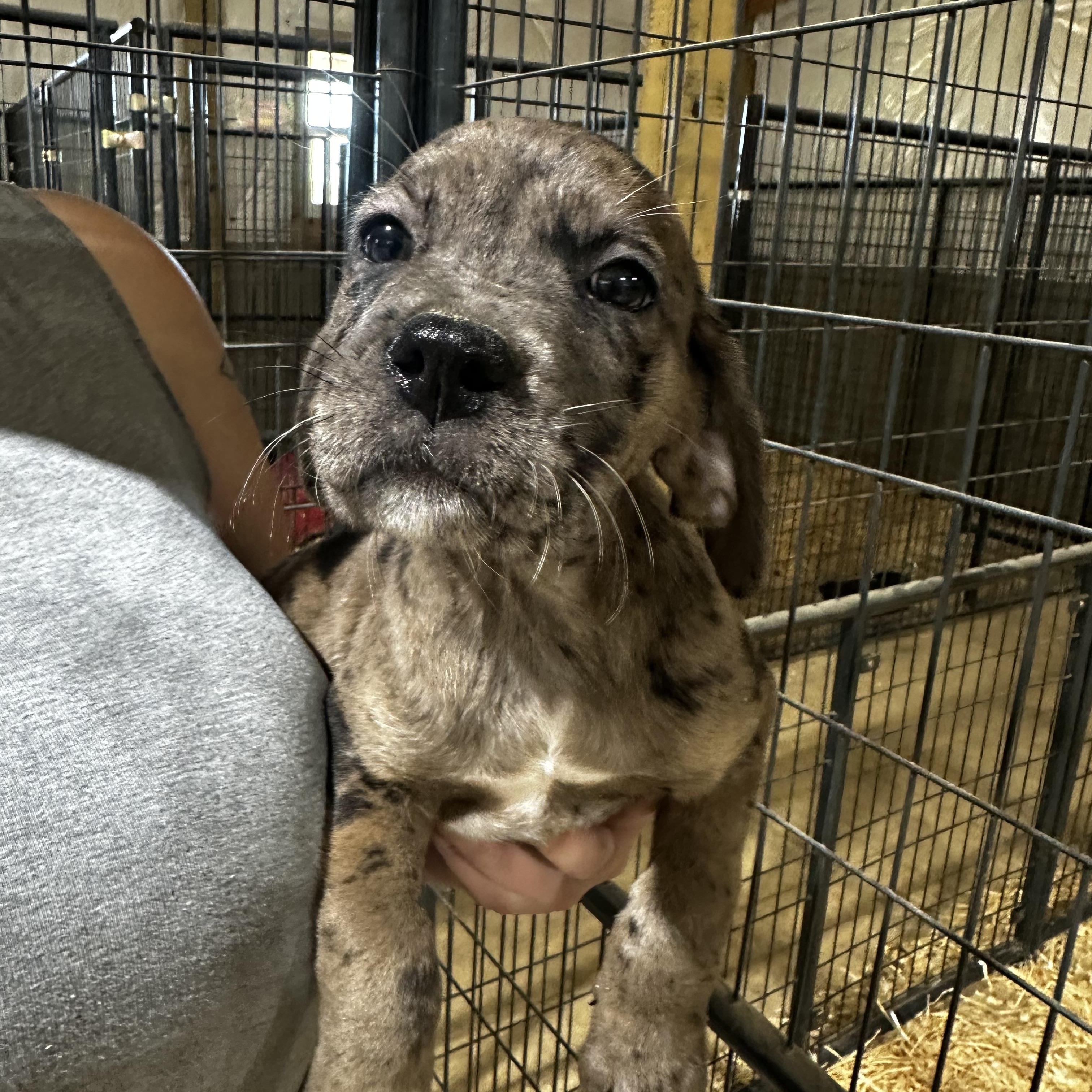 Margie, Adopted, Young Female Catahoula Leopard Dog.