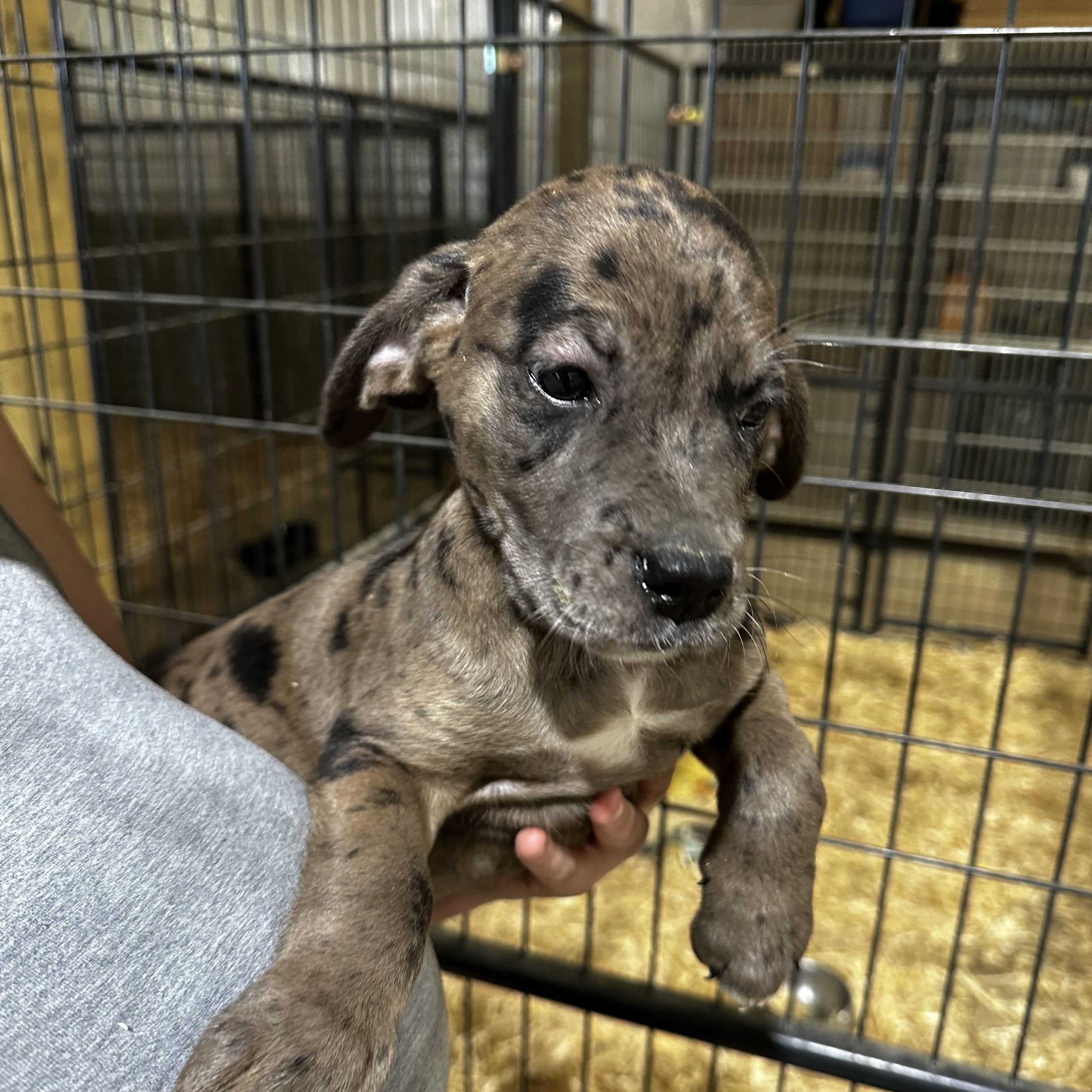 Enlarge Margie, a Adopted mixed breed in Seguin, TX image 2/5