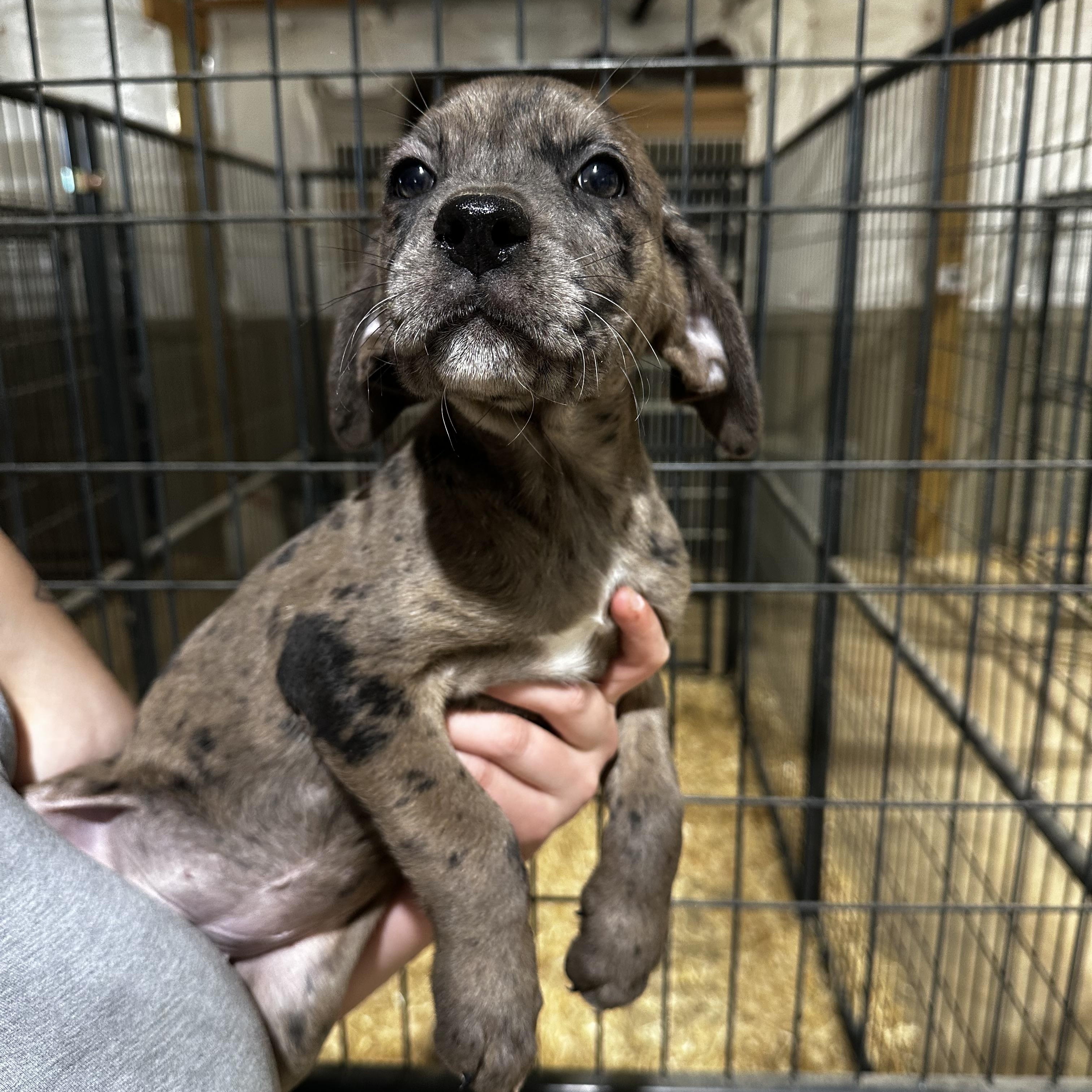 Enlarge Margie, a Adopted mixed breed in Seguin, TX image 5/5