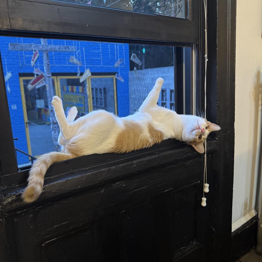 Colby Jack — thumbnail 2