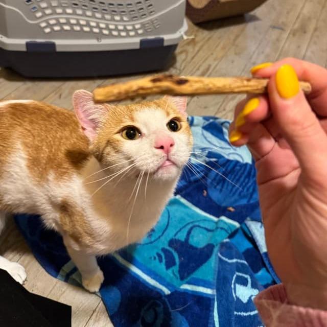Colby Jack — thumbnail 4