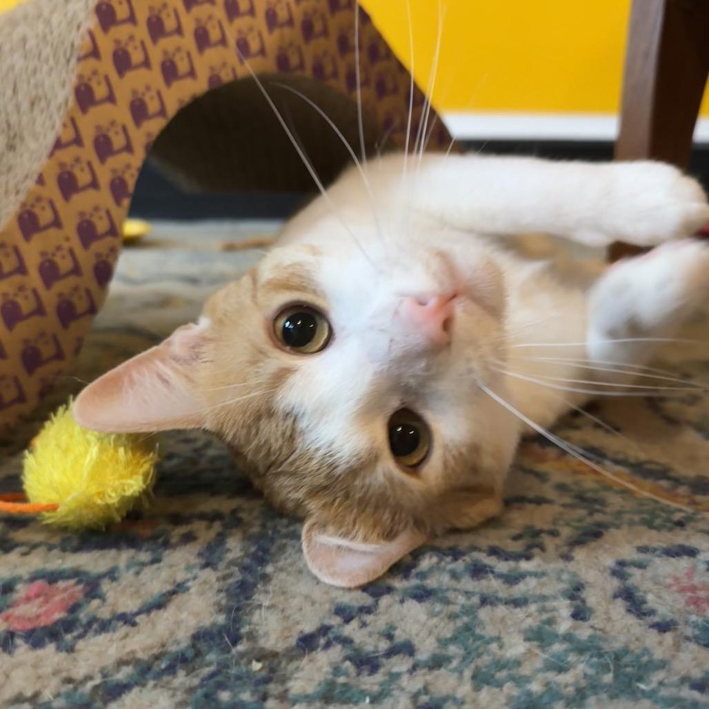 Colby Jack — thumbnail 5