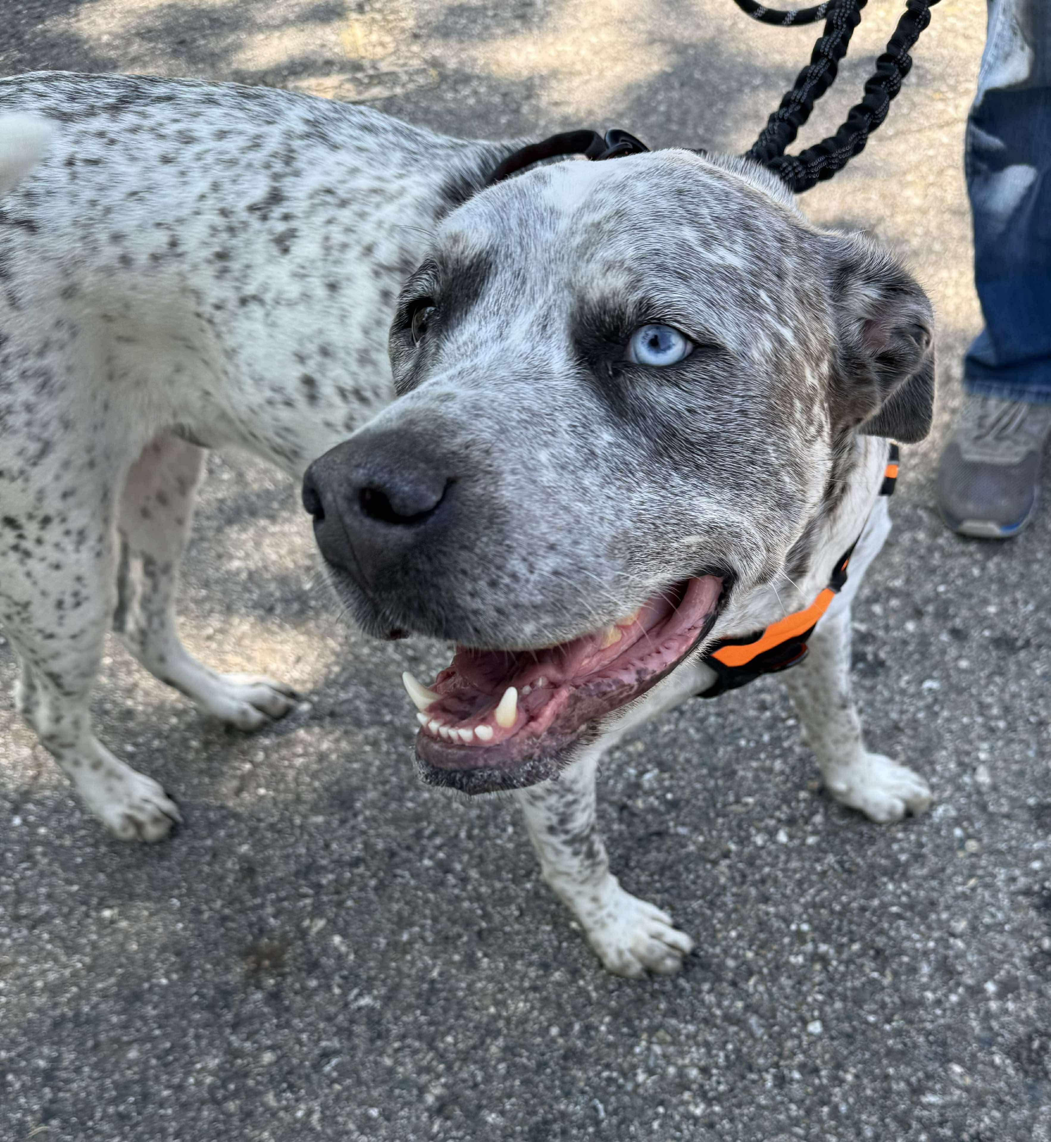 Enlarge Koda (Cosmo), a Adopted mixed breed in Holly, MI image 2/5