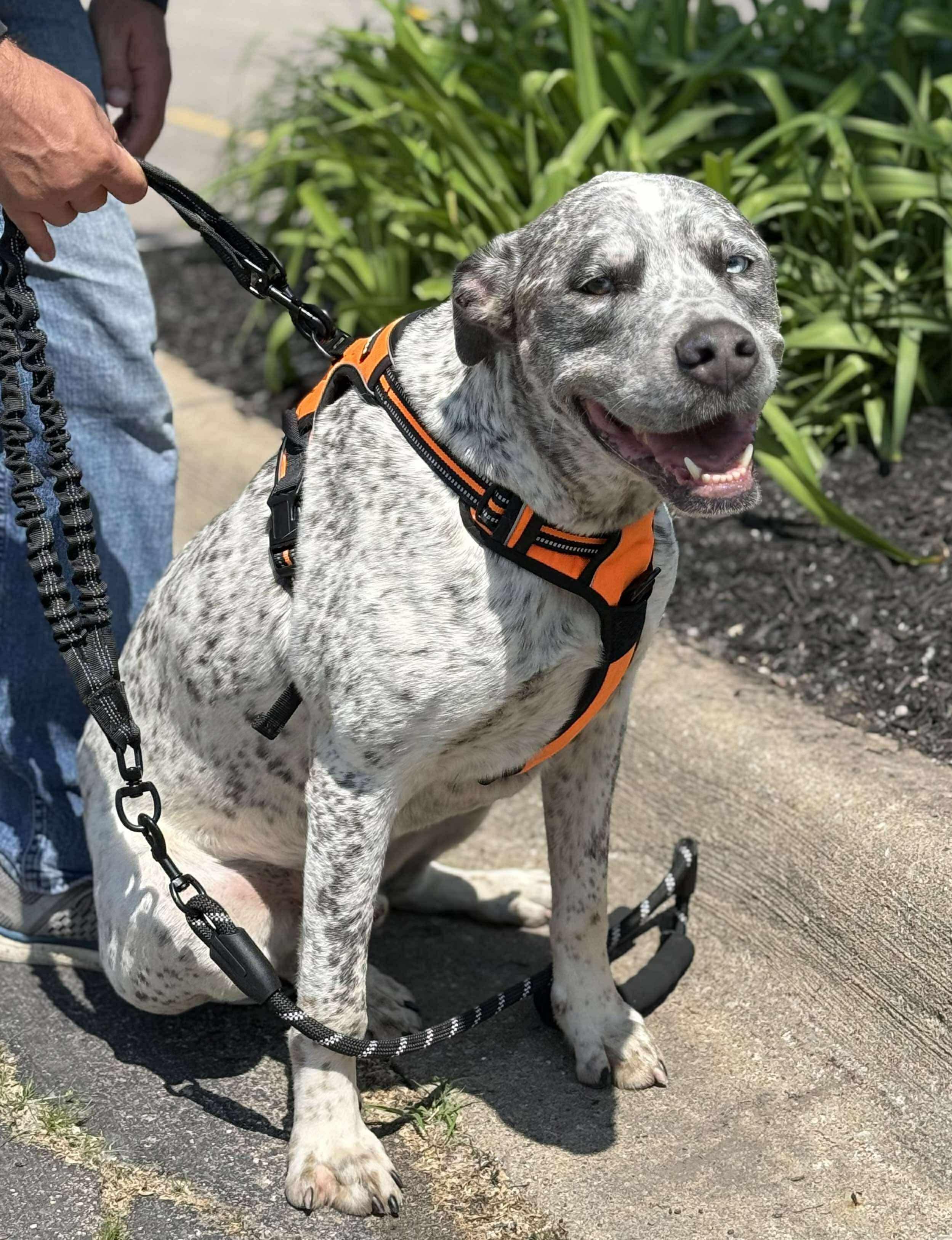 Enlarge Koda (Cosmo), a Adopted mixed breed in Holly, MI image 3/5