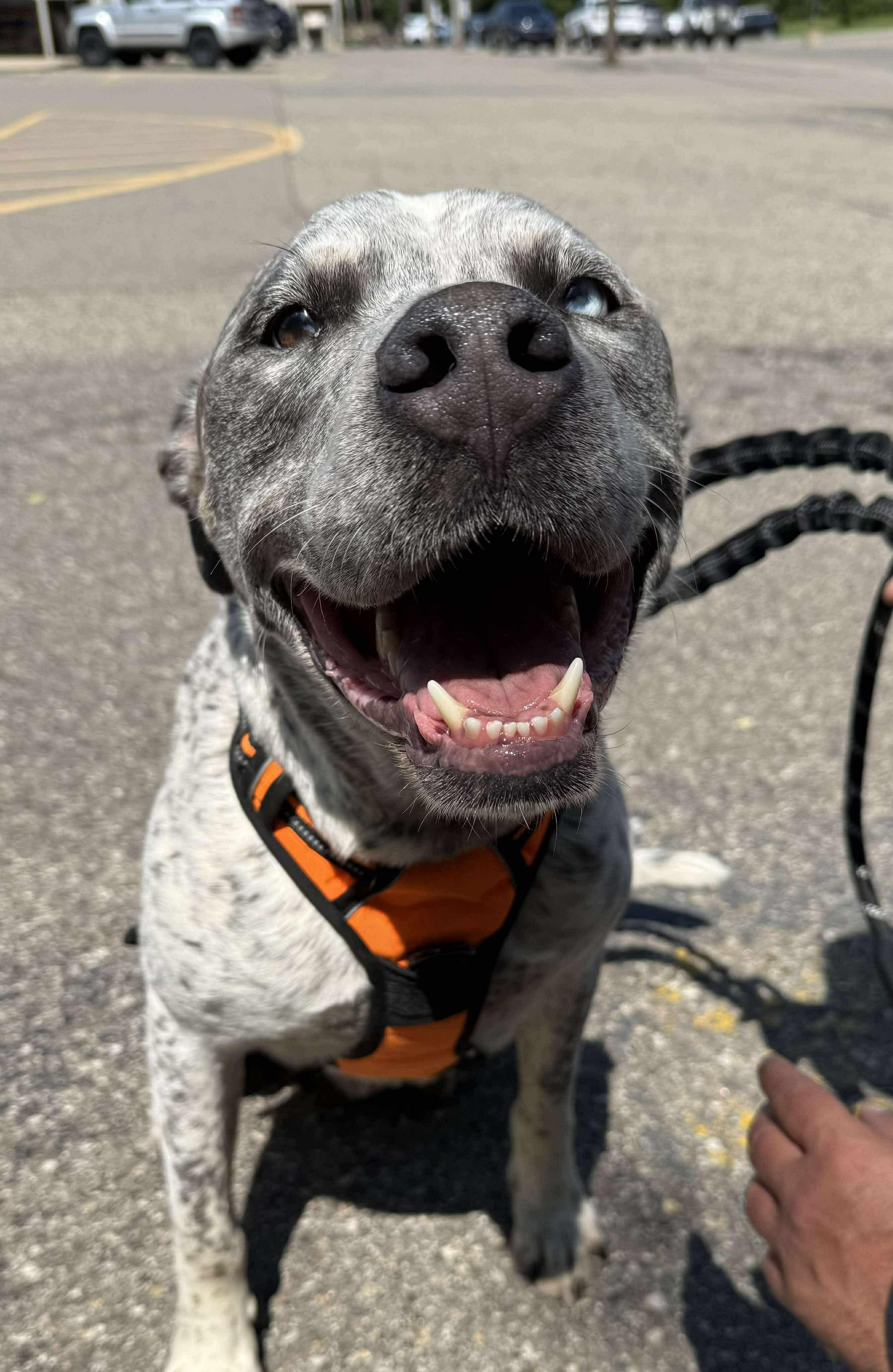 Enlarge Koda (Cosmo), a Adopted mixed breed in Holly, MI image 4/5