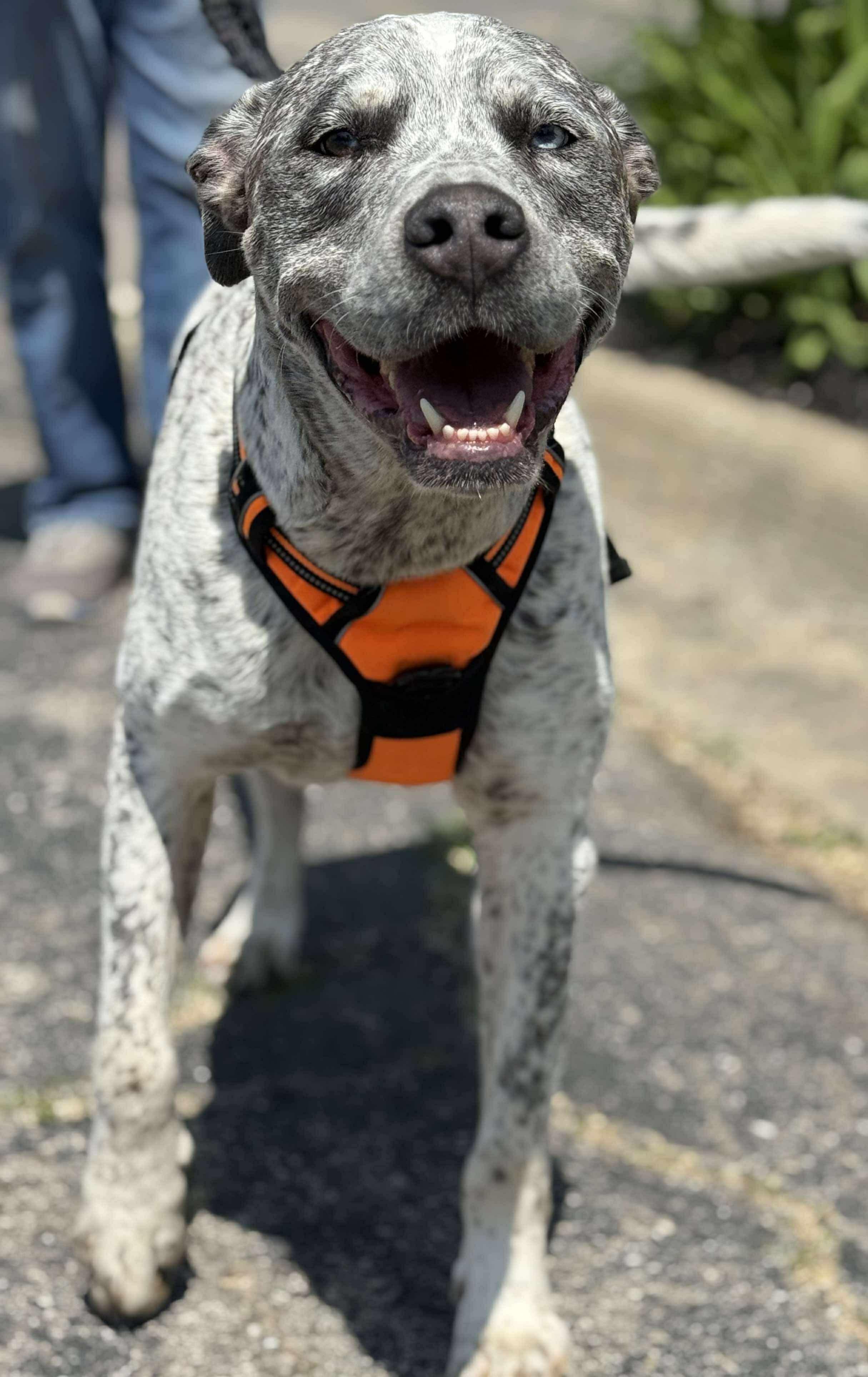 Enlarge Koda (Cosmo), a Adopted mixed breed in Holly, MI image 5/5