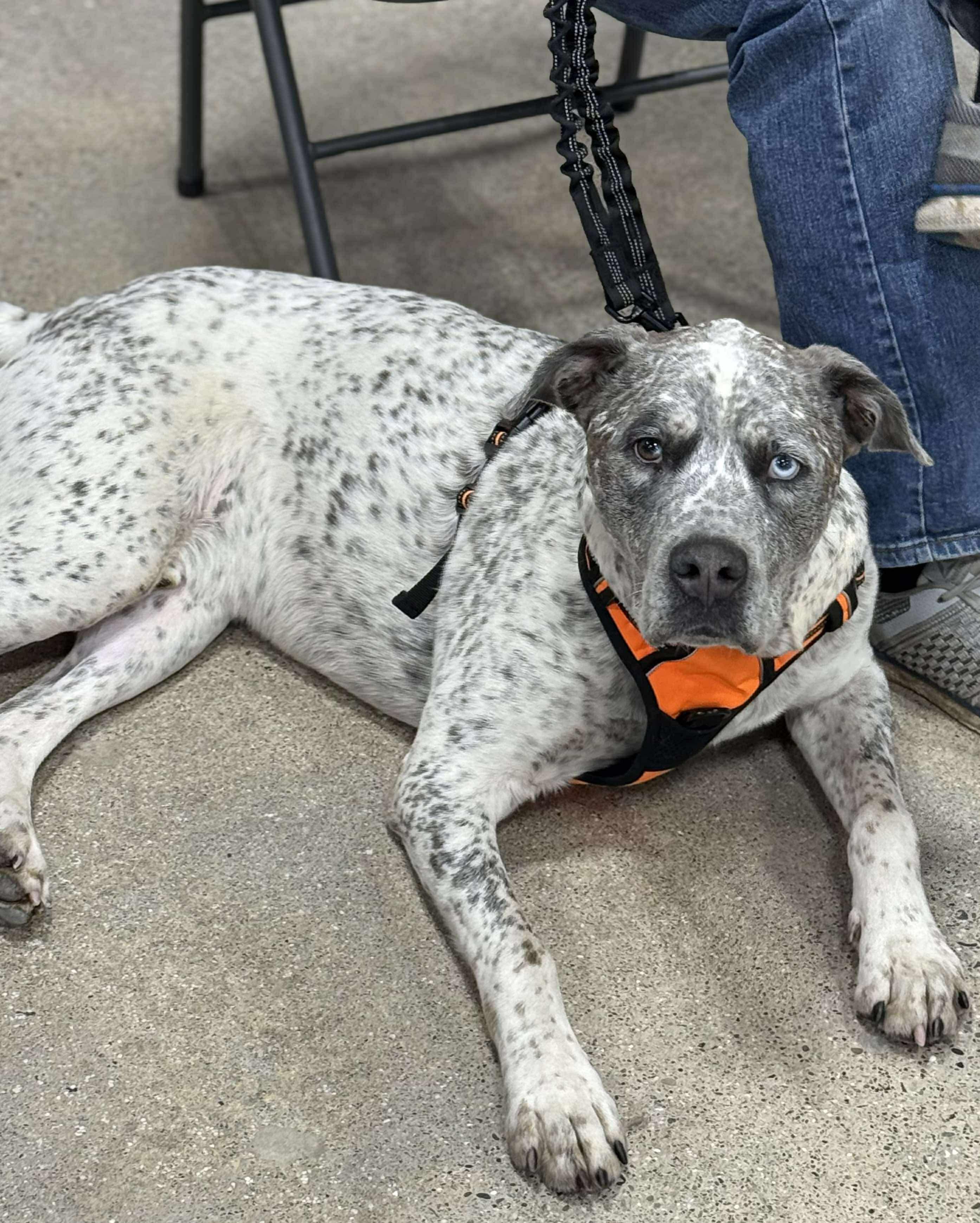 Enlarge Koda (Cosmo), a Adopted mixed breed in Holly, MI image 1/5