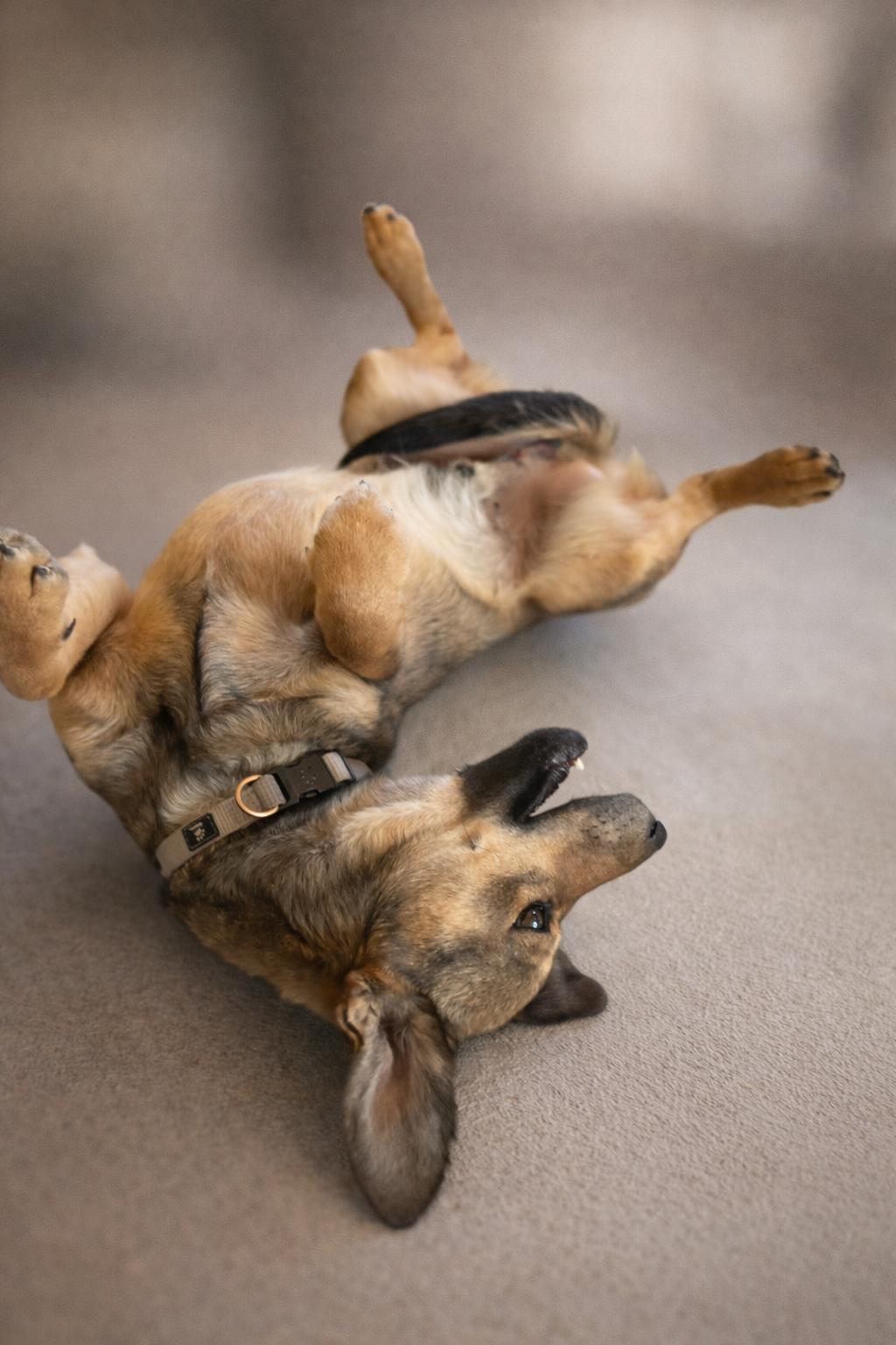 Enlarge Remi, an adopted mixed breed in Torrey, UT image 2/2