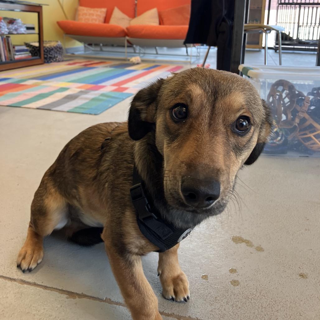 Remi, ADOPTABLE, Young Male Chihuahua & Black Labrador Retriever.