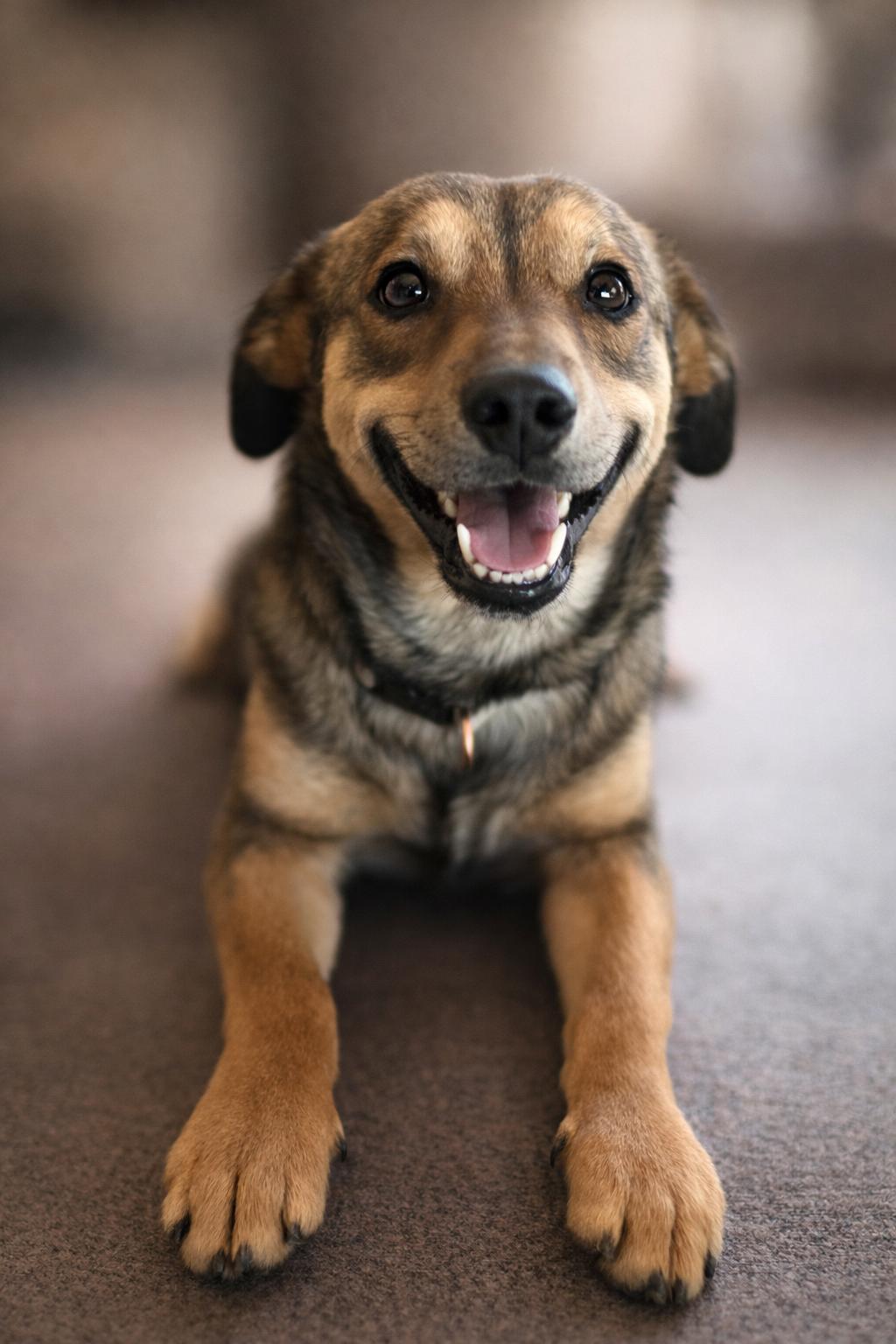 Remi, adopted, Young Male Chihuahua & Black Labrador Retriever.