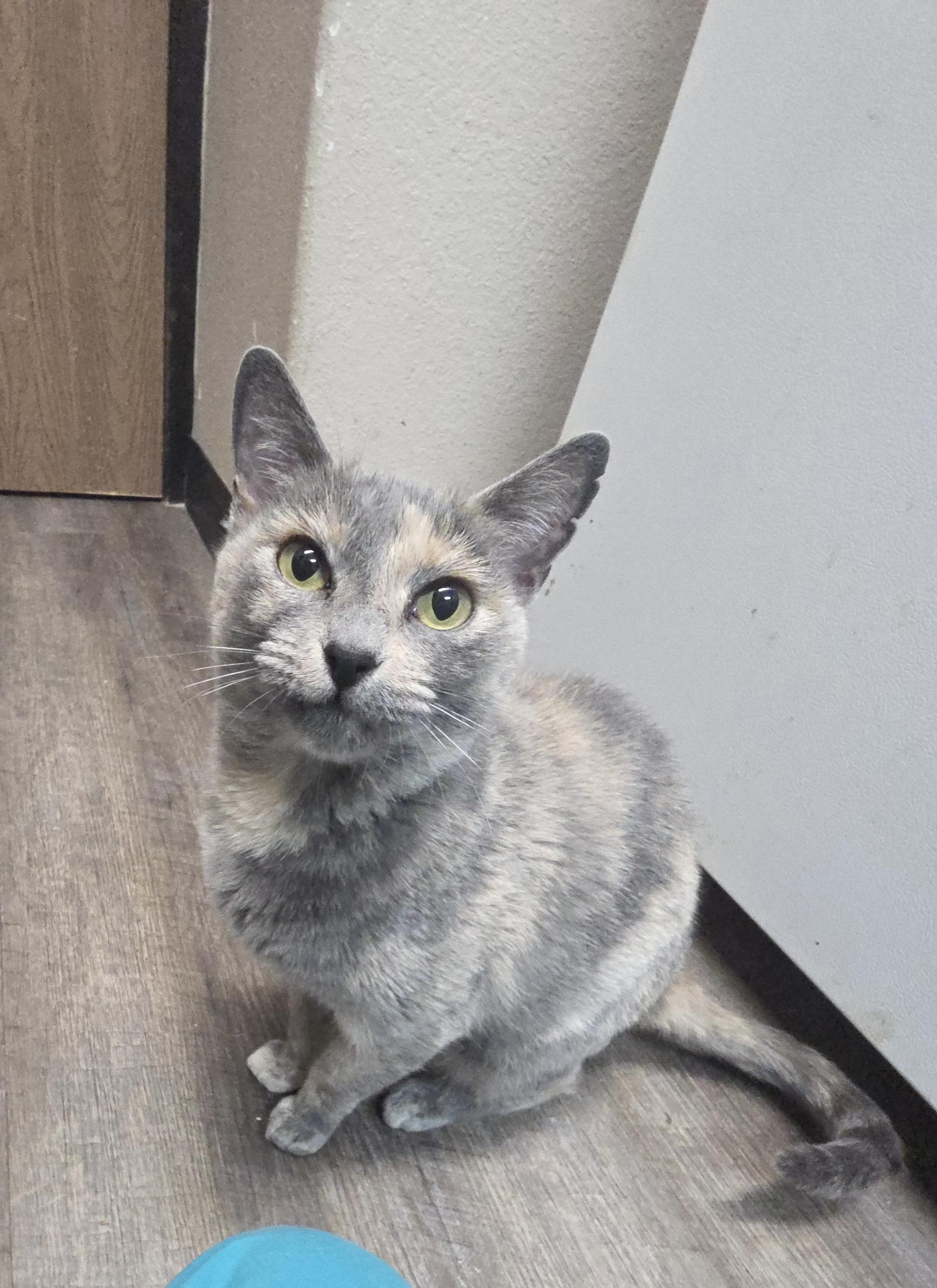 Enlarge Pixie, a Adoptable mixed breed in Mission Viejo, CA image 1/1