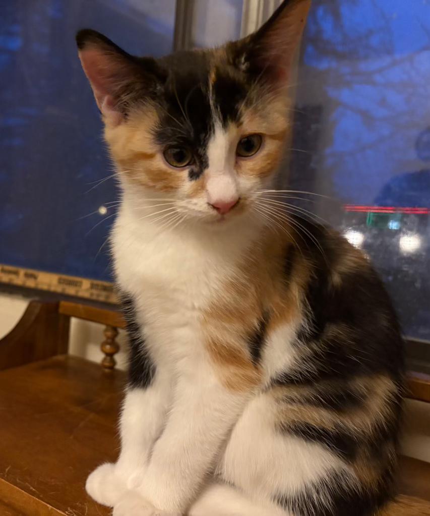 Enlarge Clover, an adopted Domestic Medium Hair in Pocatello, ID image 1/3