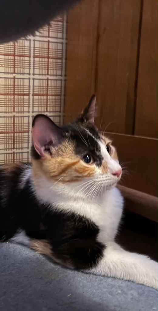 Enlarge Clover, an adopted Domestic Medium Hair in Pocatello, ID image 3/3