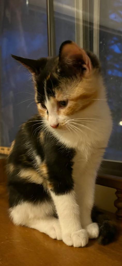 Enlarge Clover, an adopted Domestic Medium Hair in Pocatello, ID image 2/3