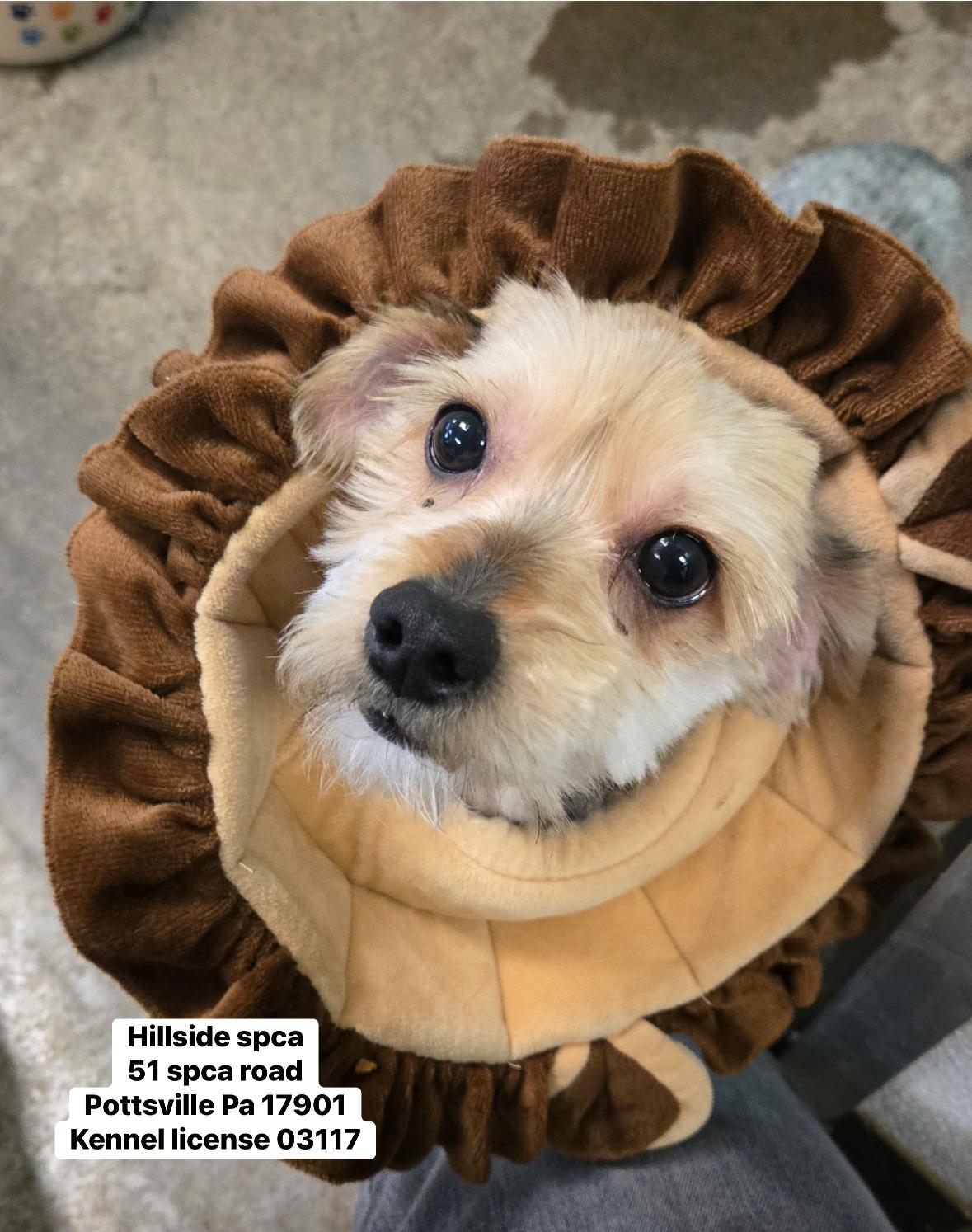 Wally, adopted, Young Male Yorkshire Terrier.
