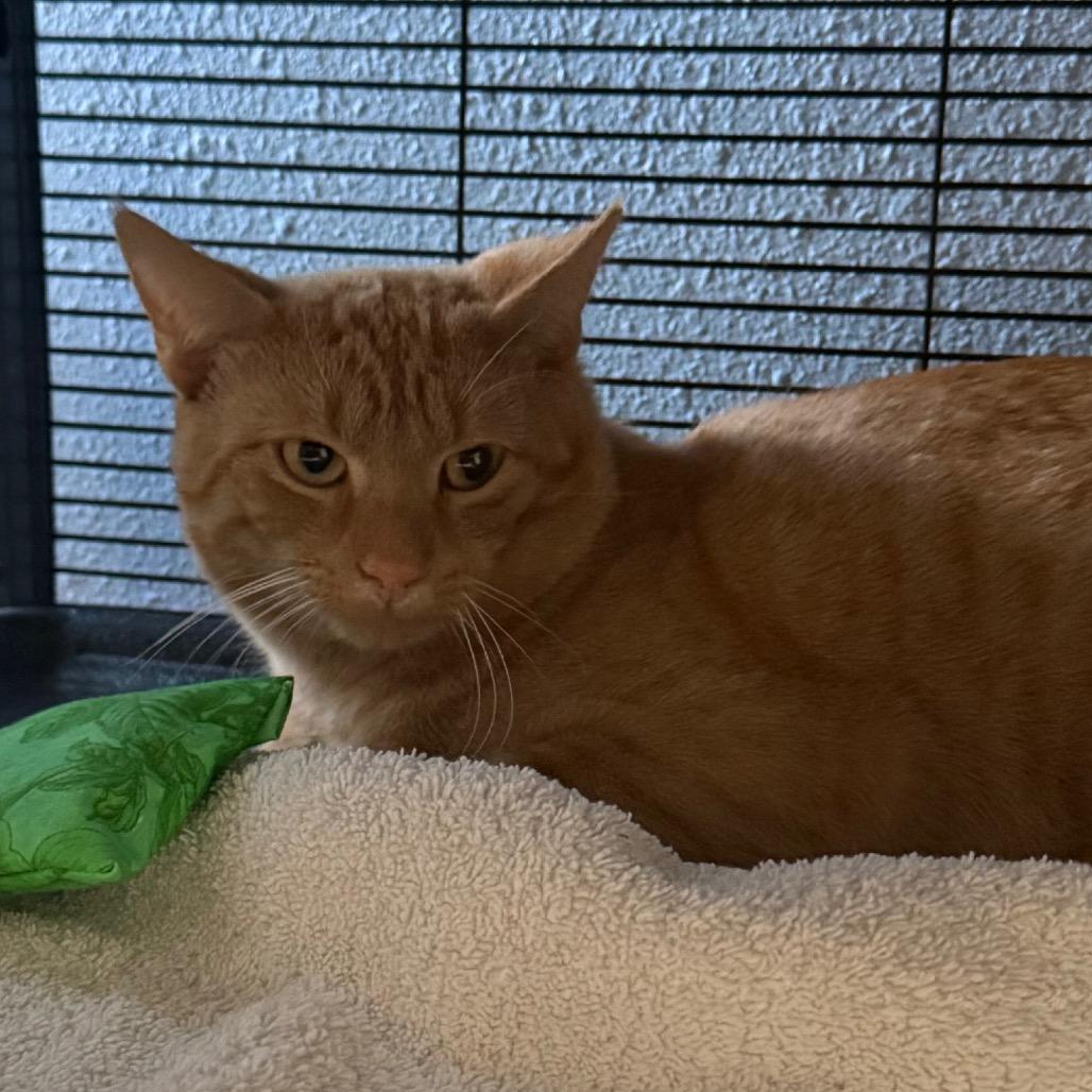 Redford, Adoptable, Young Male Domestic Short Hair.