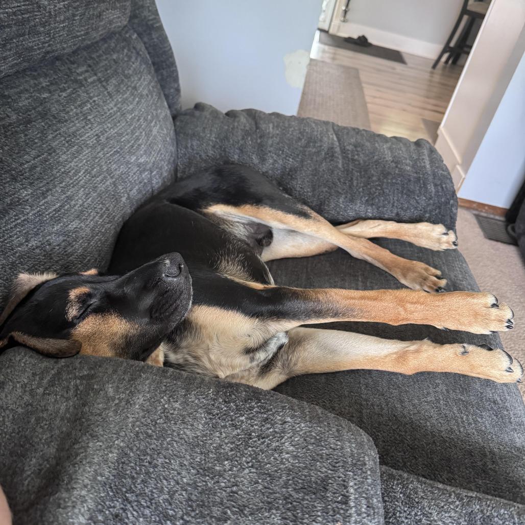 Vortex, Adoptable, Adult Male German Shorthaired Pointer & Cattle Dog.