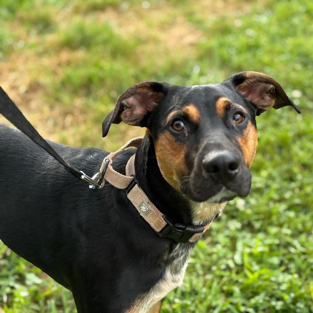 Enlarge Vortex, a Adoptable mixed breed in Springboro, OH image 2/6