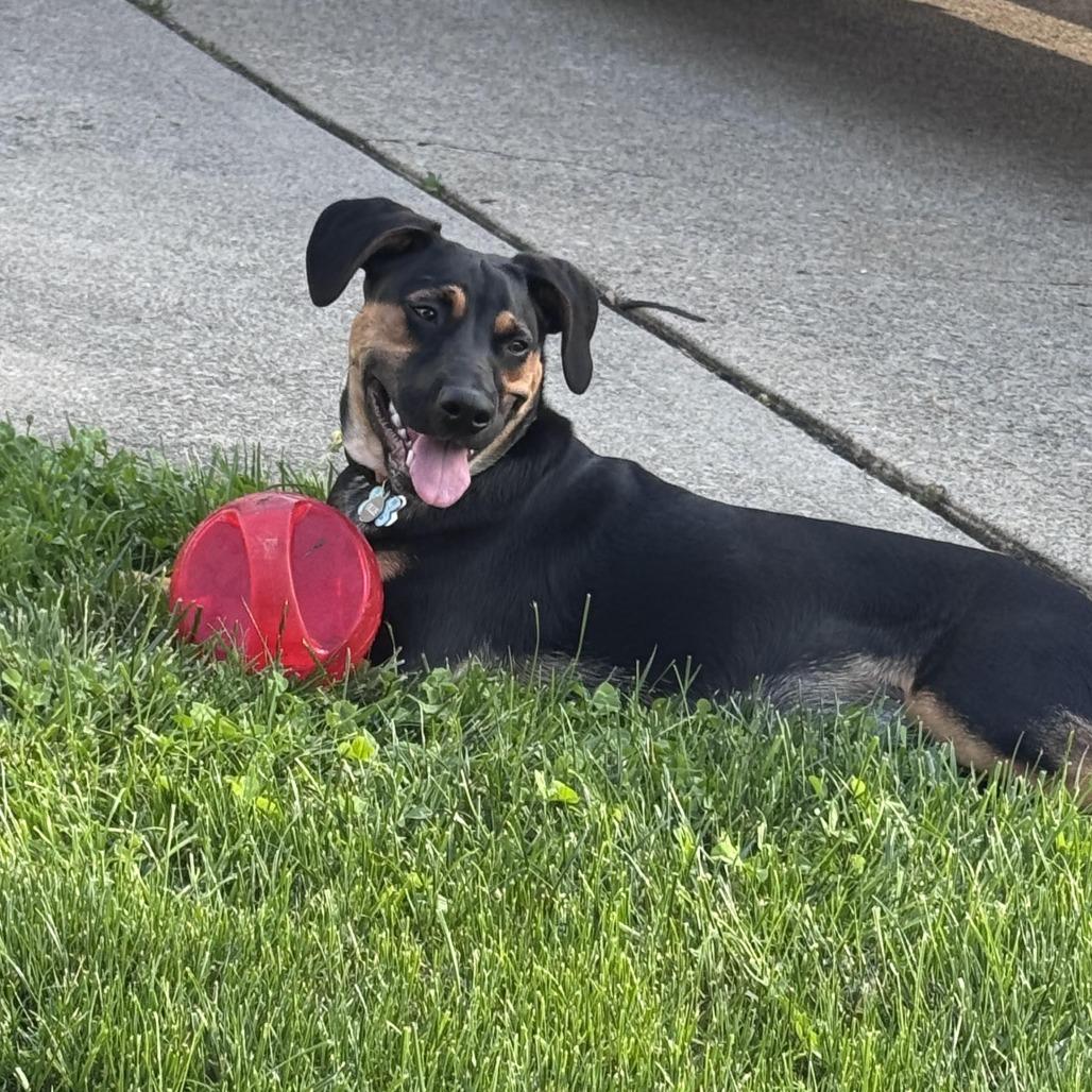 Enlarge Vortex, a Adoptable mixed breed in Springboro, OH image 3/6