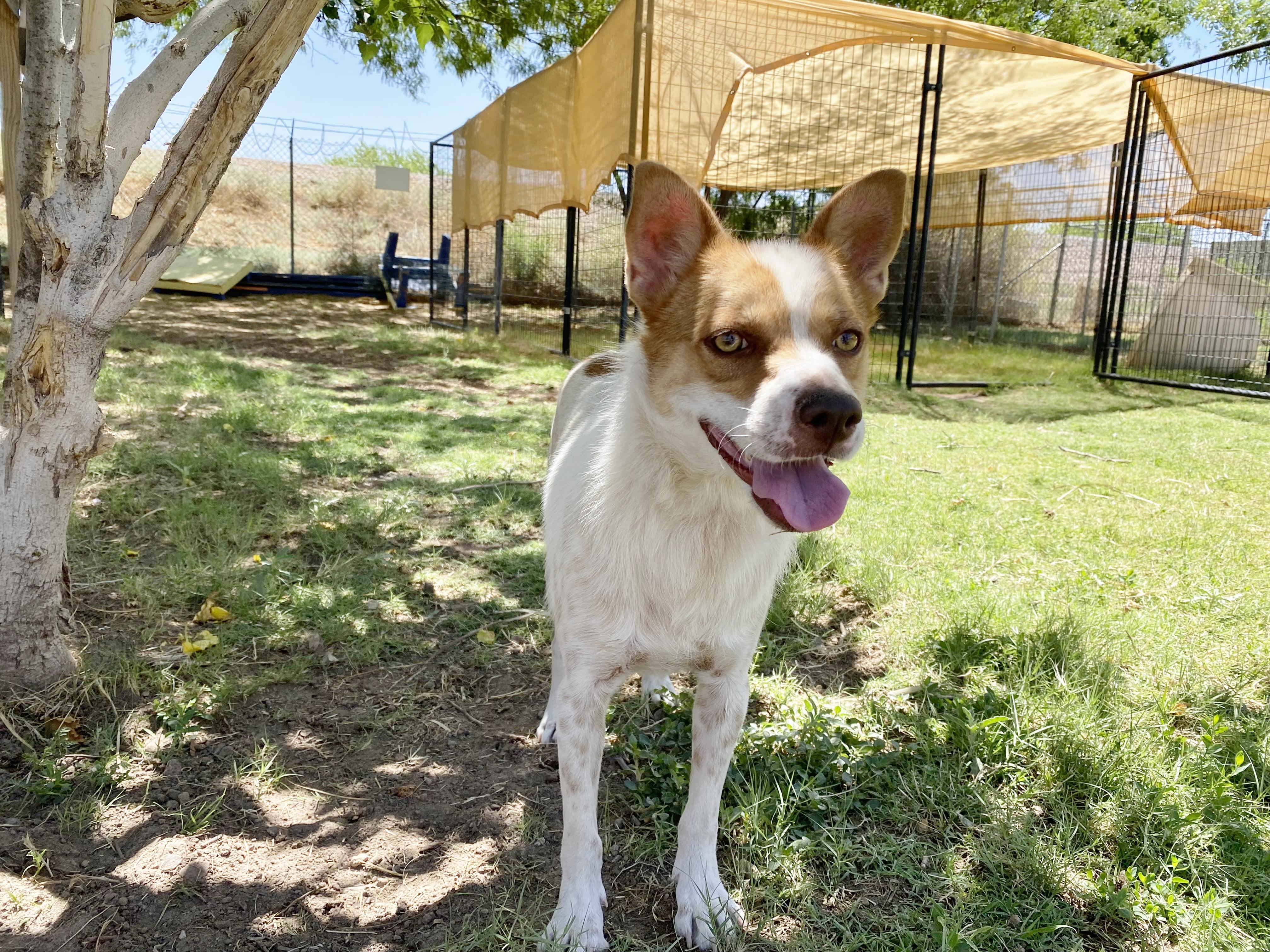 Toby, a Adoptable mixed breed in El Paso, TX image 4/6