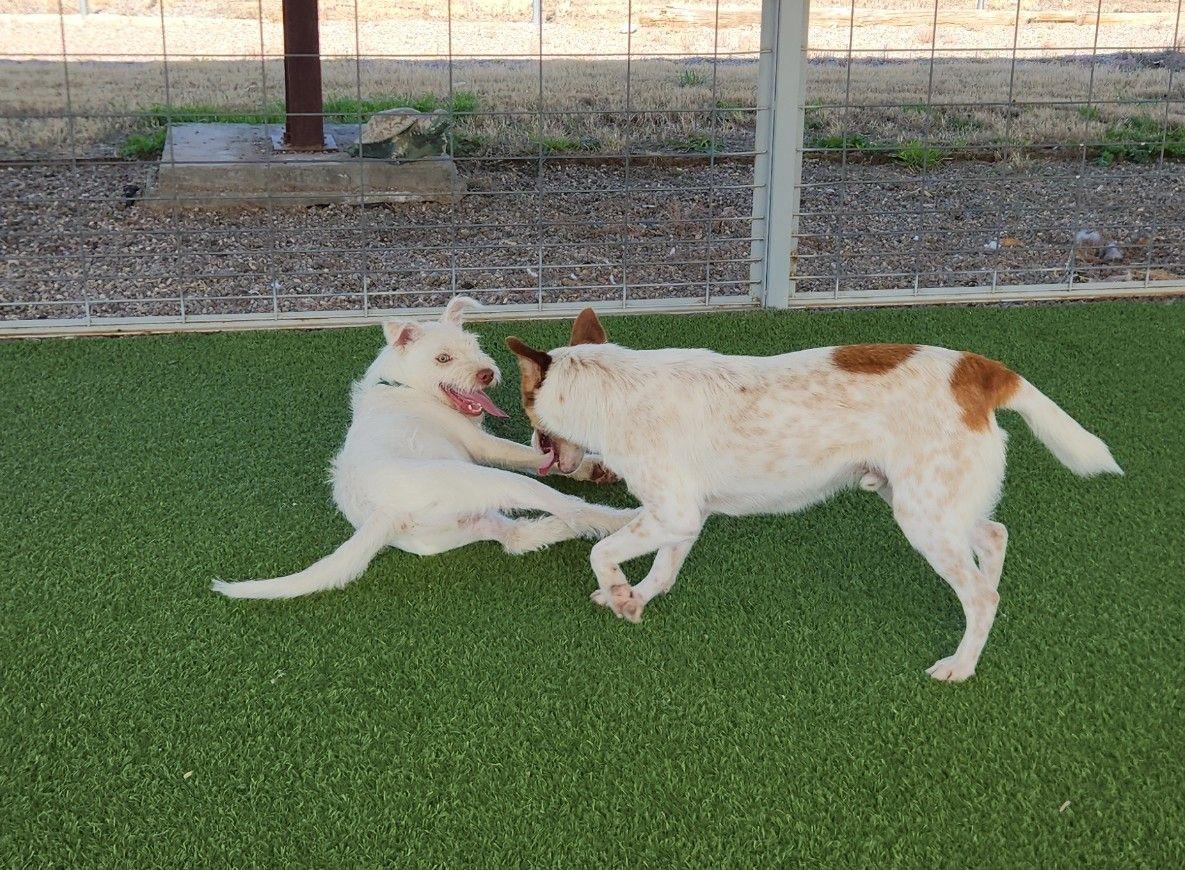 Enlarge Toby, a Adoptable mixed breed in El Paso, TX image 2/6